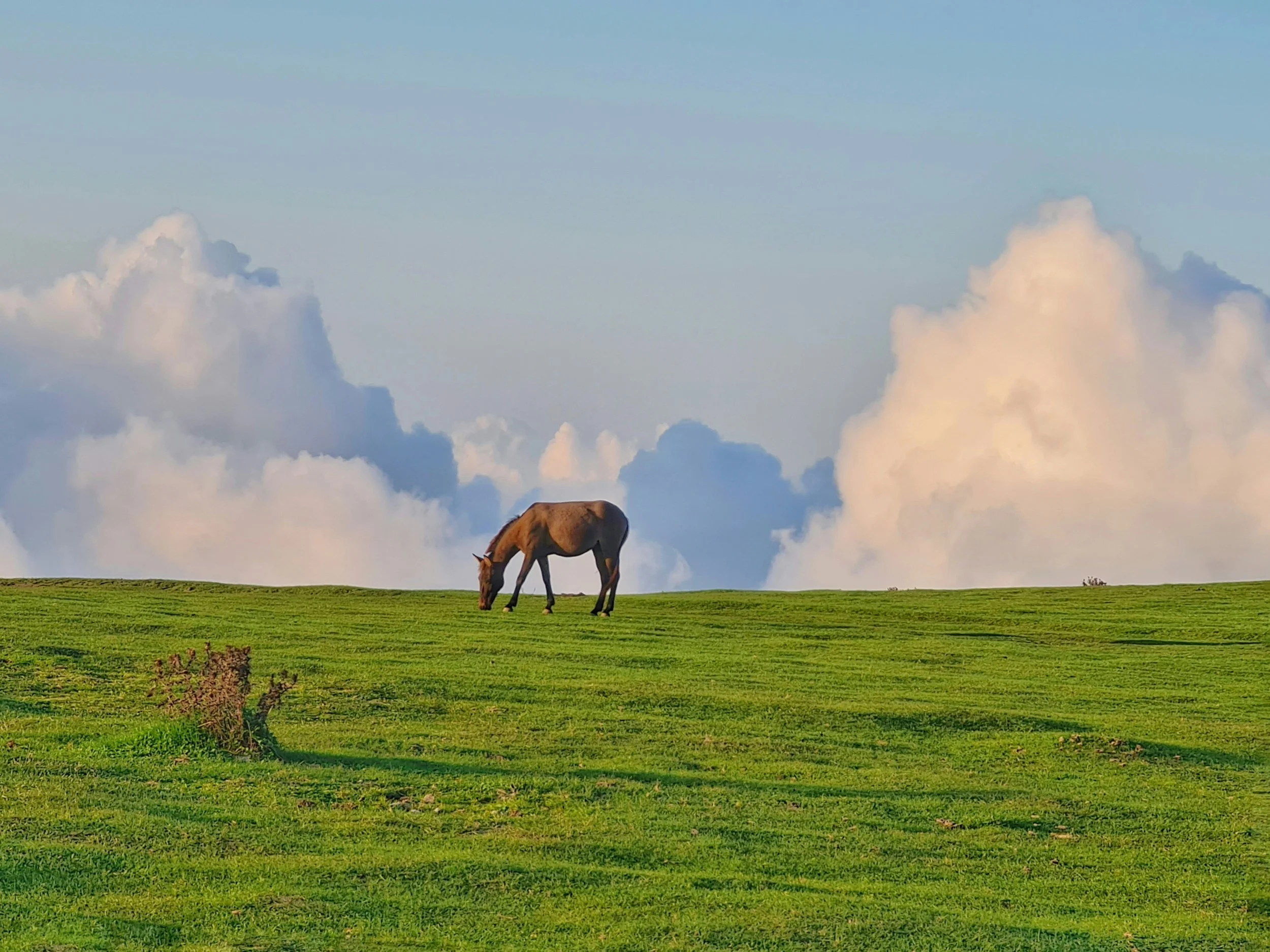 A lone brown horse grazing on a lush green hill under a partly cloudy sky.