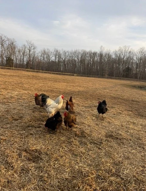 A brown horse with a white star on its forehead walking towards the camera in a grassy field, with two horses grazing near a wooden fence and surrounded by green trees and a barn in the background.