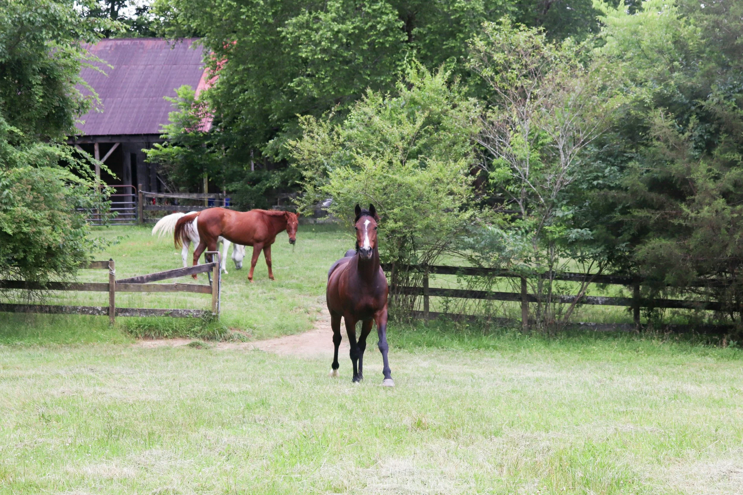 A brown horse with a white star on its forehead walking towards the camera on a grassy field, with a brown and white horse grazing in the background near a wooden fence and lush green trees.