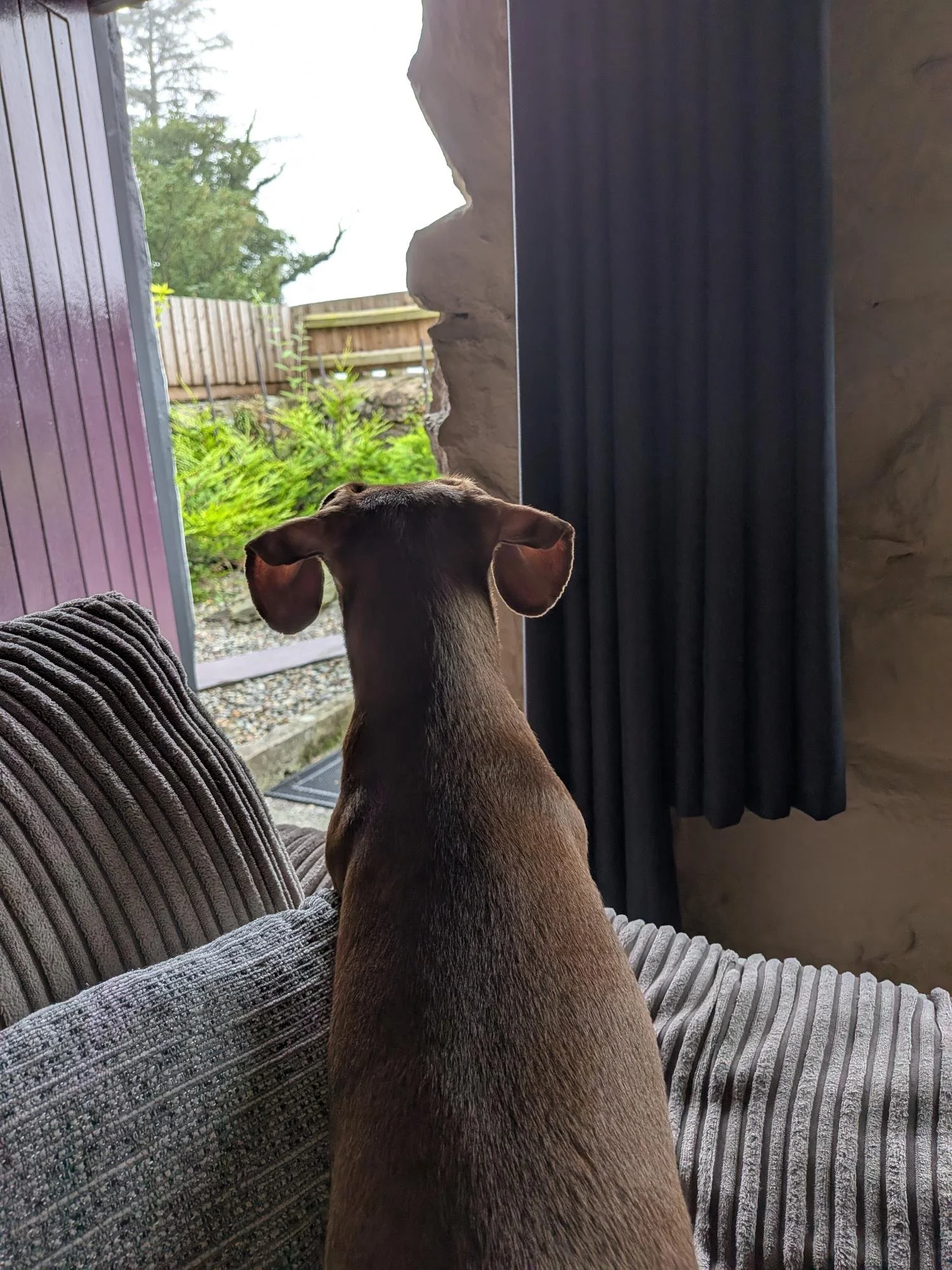 A brown dog sitting on a striped gray couch looking out a window at a garden with greenery and a wooden fence.