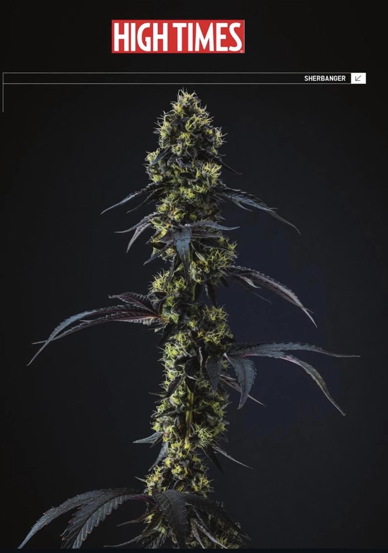 Sherbanger 22 hemp clone