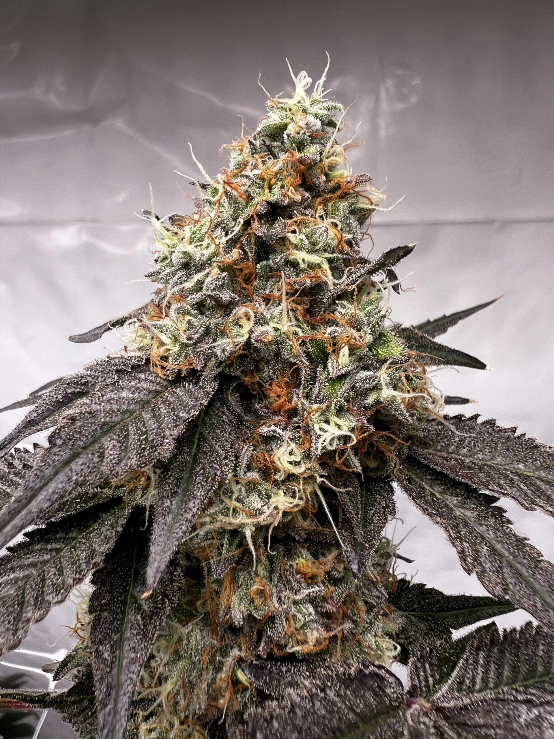 Tropicanna x Candy Fumez