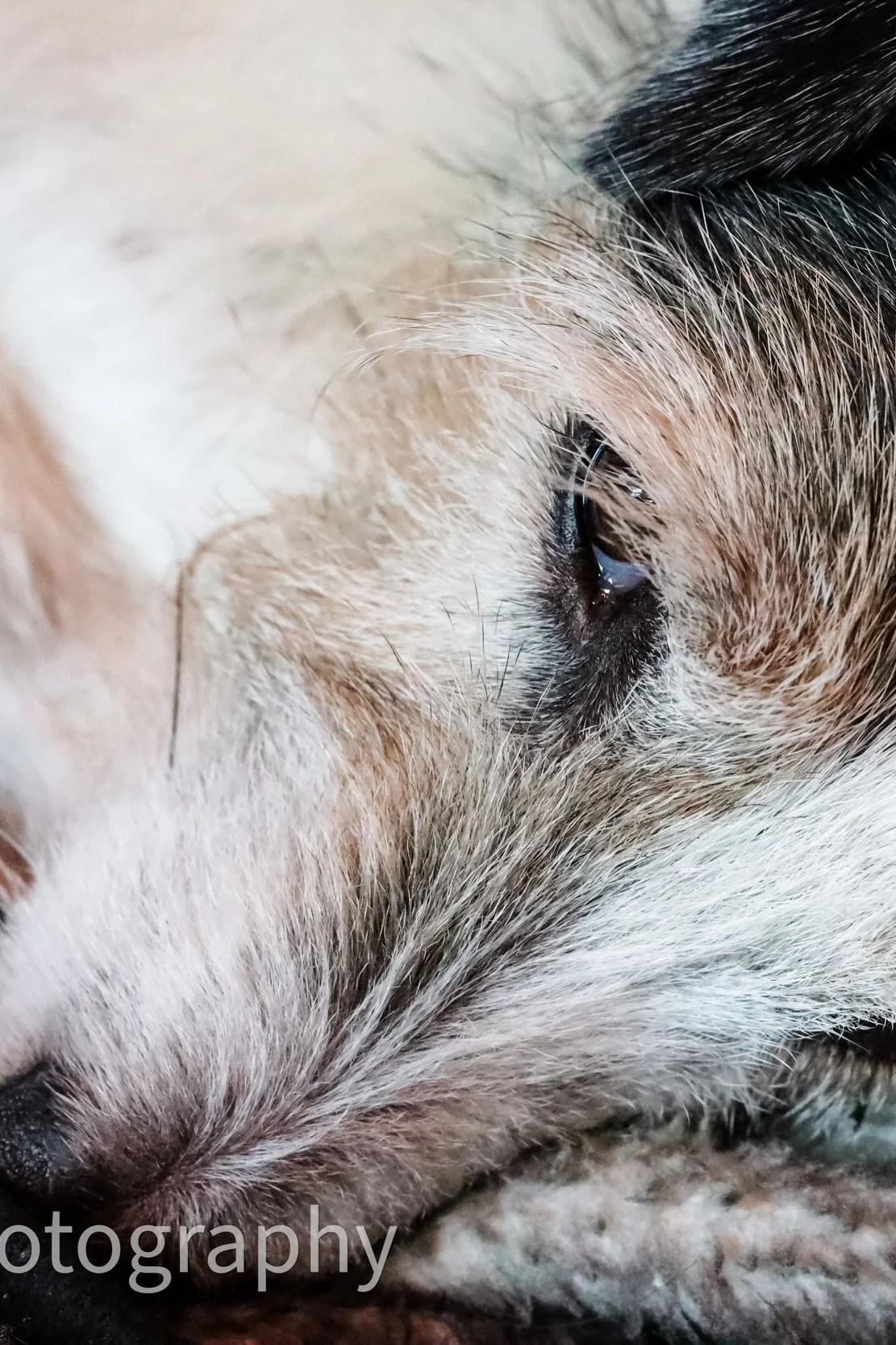 Close-up of a sleeping puppy's face, focusing on its eye and fur.