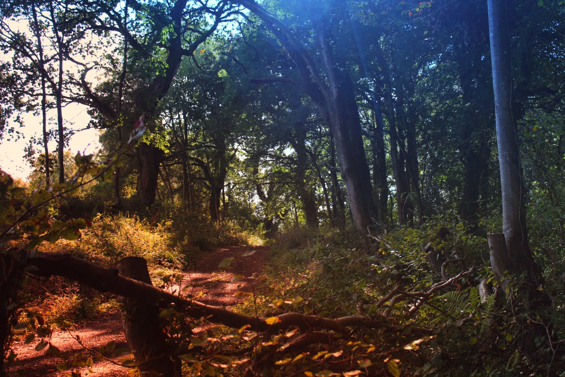 A forest trail during daytime, sunbeam filtering through dense trees, with green leaves and foliage along the path.