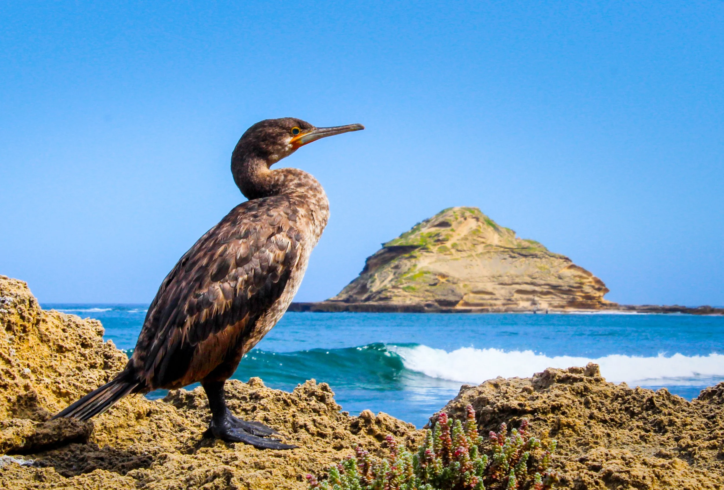 Sedge Swartvlei Duck.jpg