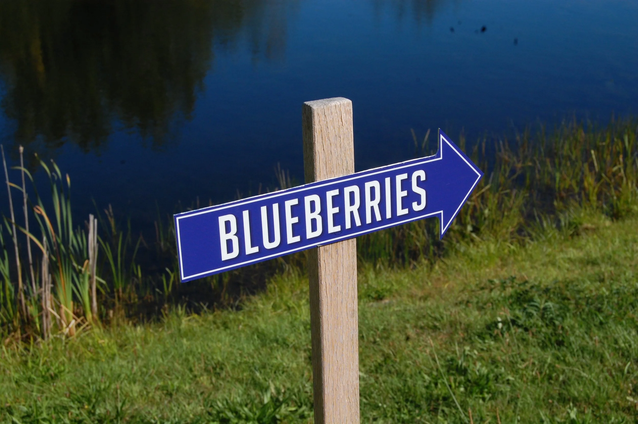 Charlton Blueberry Festival