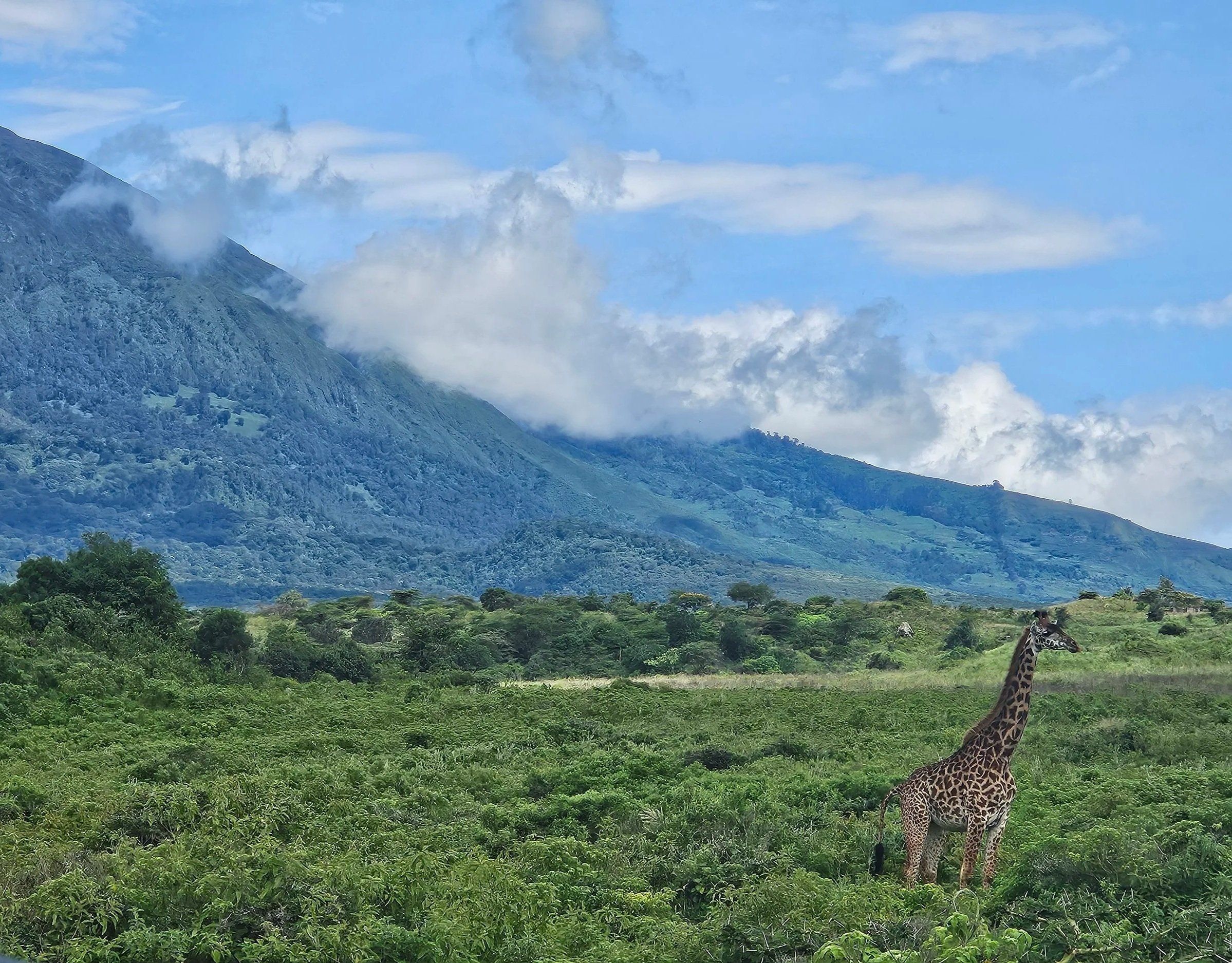 A giraffe standing in a green, lush landscape with trees and bushes, with a mountain in the background partly covered by clouds under a partly cloudy sky.