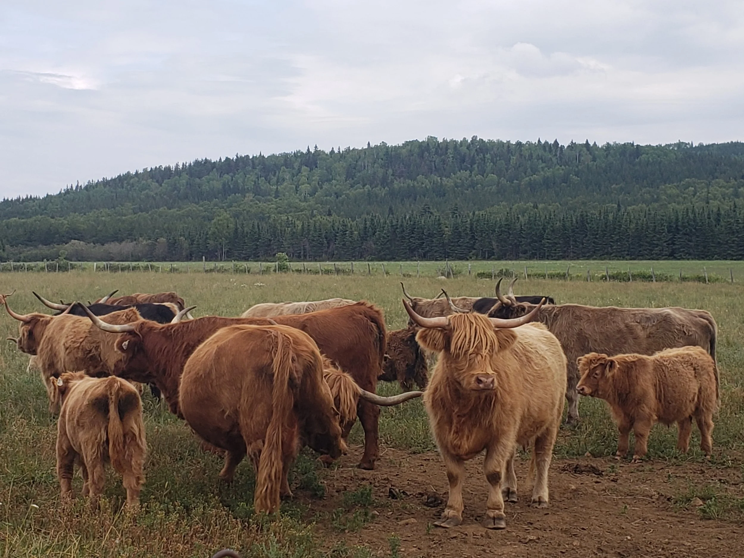 Group of Highland cattle grazing in a pasture with a forested hill and cloudy sky in the background.