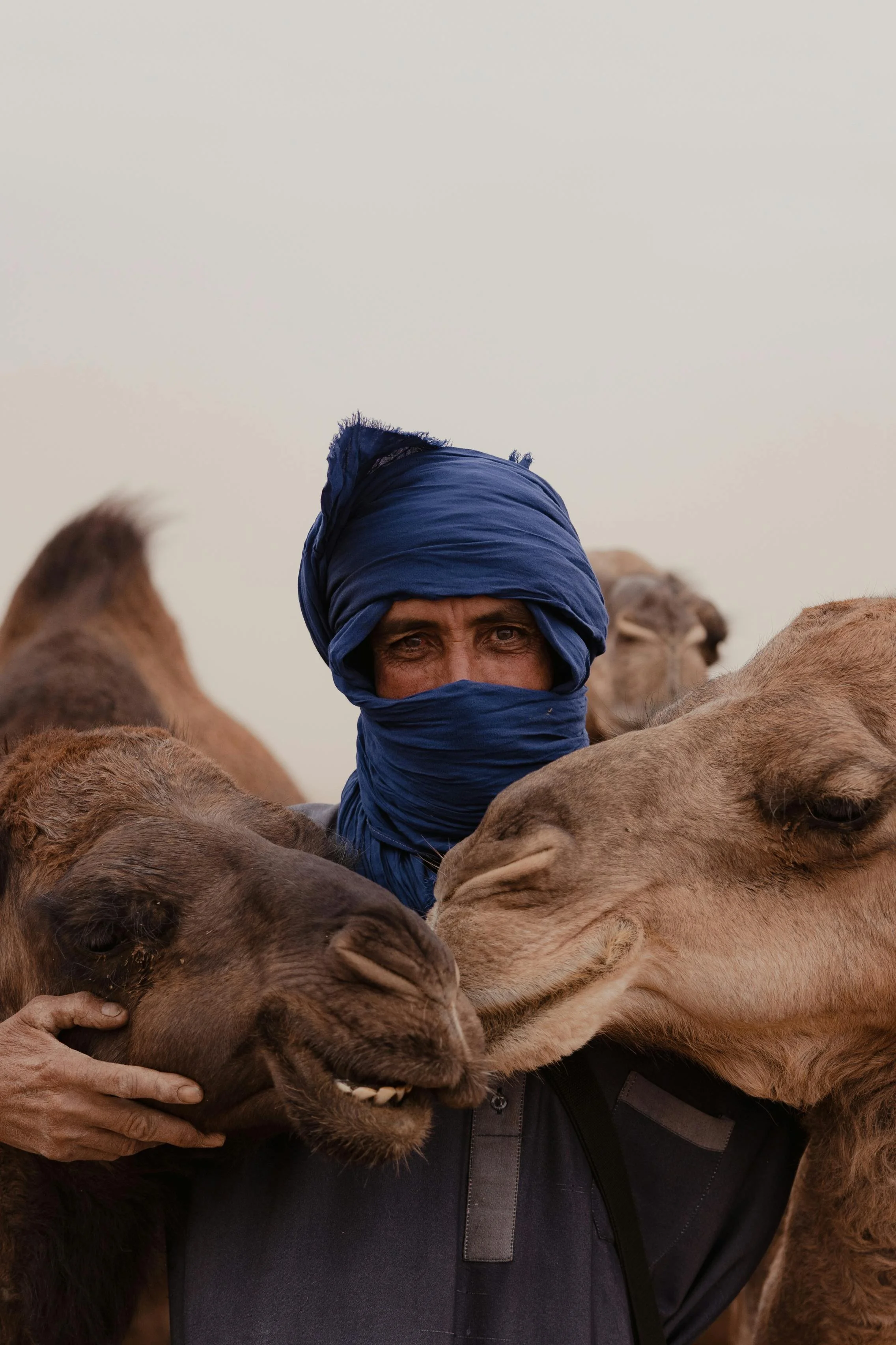A person wearing a blue turban and face covering surrounded by camels, some of which are nuzzling or licking him.