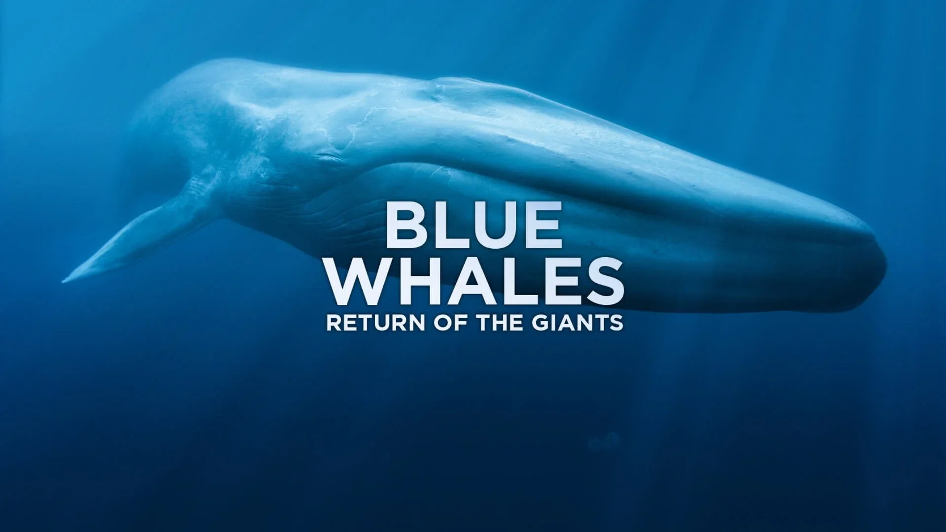 Blue Whales VFX: Marine giants on IMAX