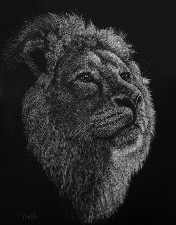 radiant-lion-10x8-scratchboard-janpriddy_1.jpg