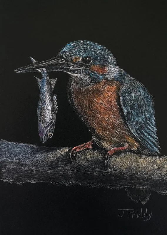 kingfisher-fish-scratchboard-7x5_1.jpg