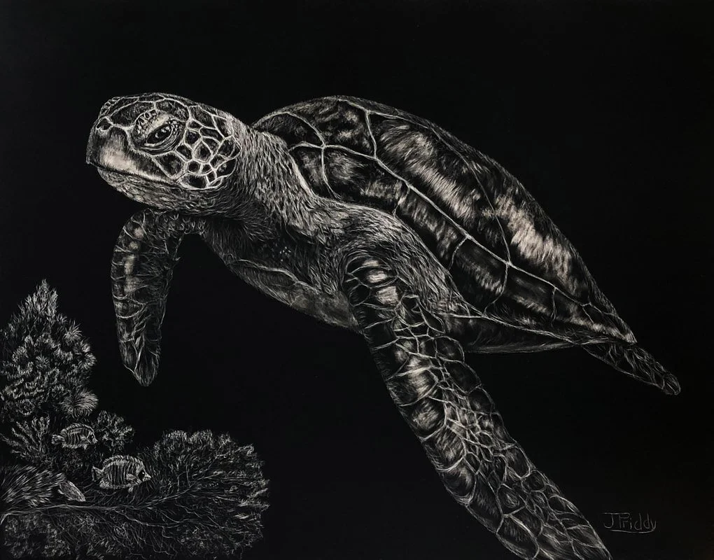janpriddy-greenseaturtle-scratchboard-14-5x17-5-495-crop_1.jpg