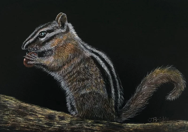 chipmunk-scratchboard_1.jpg