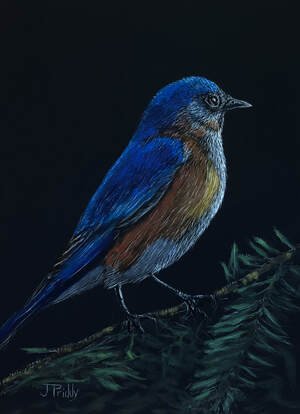 easternbluebird-7x5-scratch-color_1.jpg