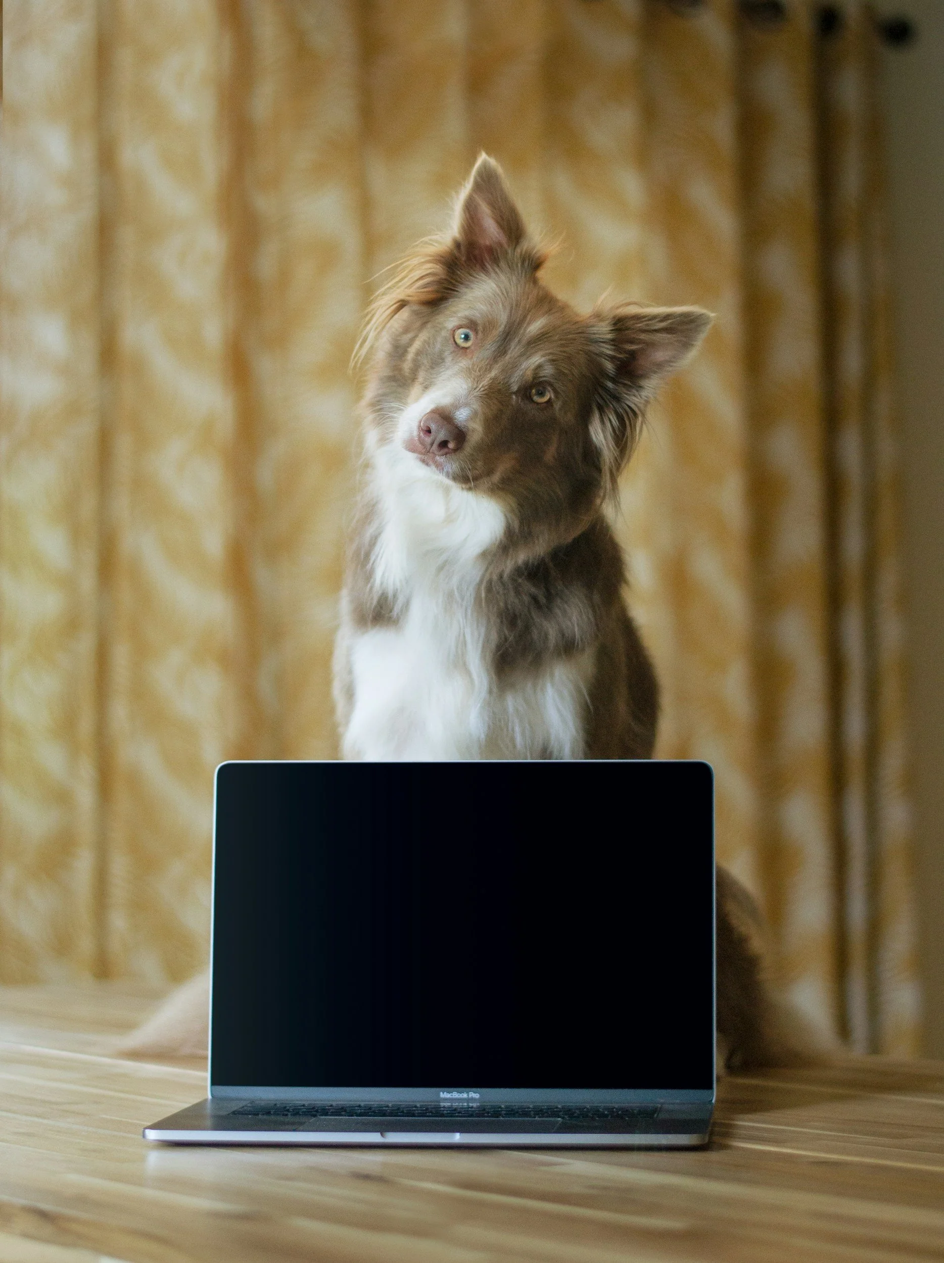 Ein MacBook Pro auf einem Holztisch, im Hintergrund eine Katze mit braunem Fell und blauen Augen, die sich hinter dem Laptop befindet.