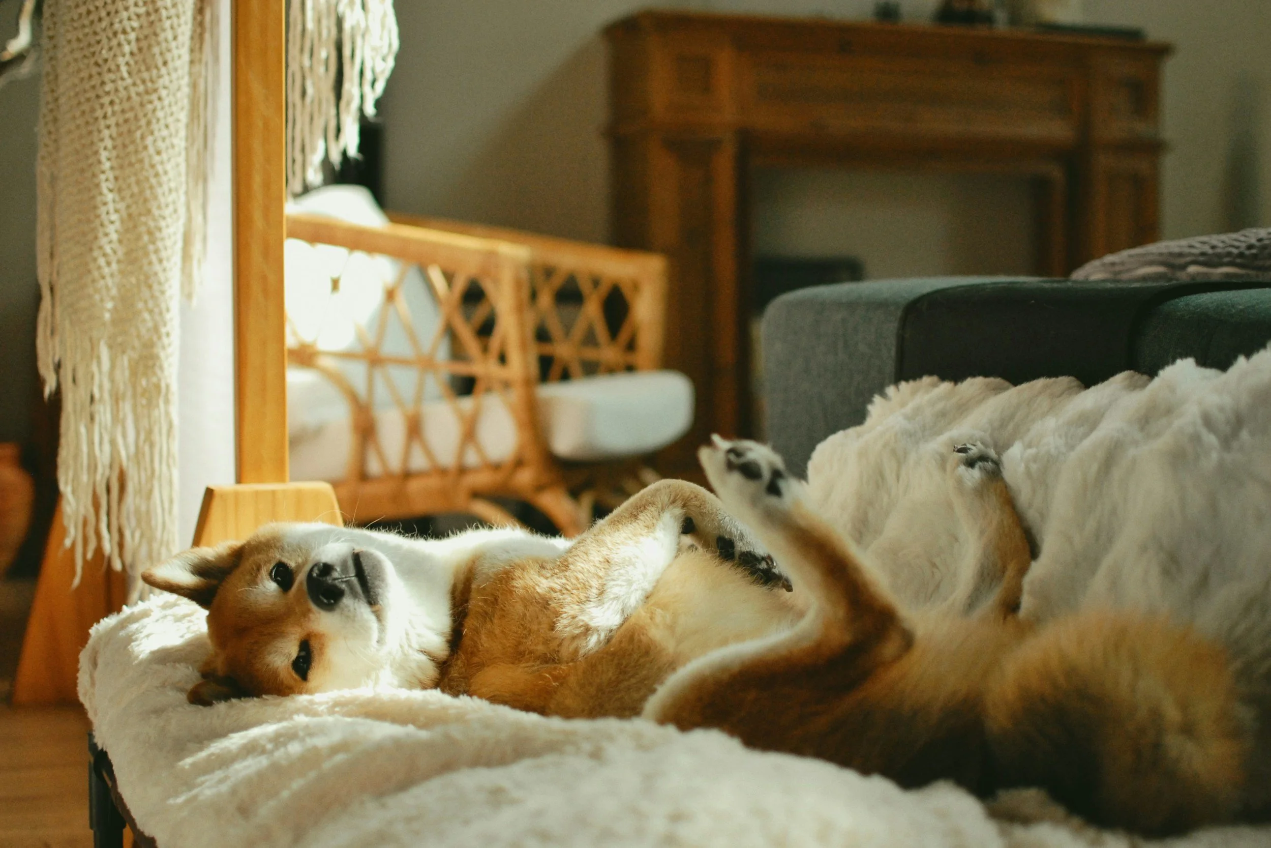 Hundefüße und Hundekörper liegen auf einem weichen, weißen Teppichboden in einem Raum, im Hintergrund ein Bett mit einer Holzrahmen