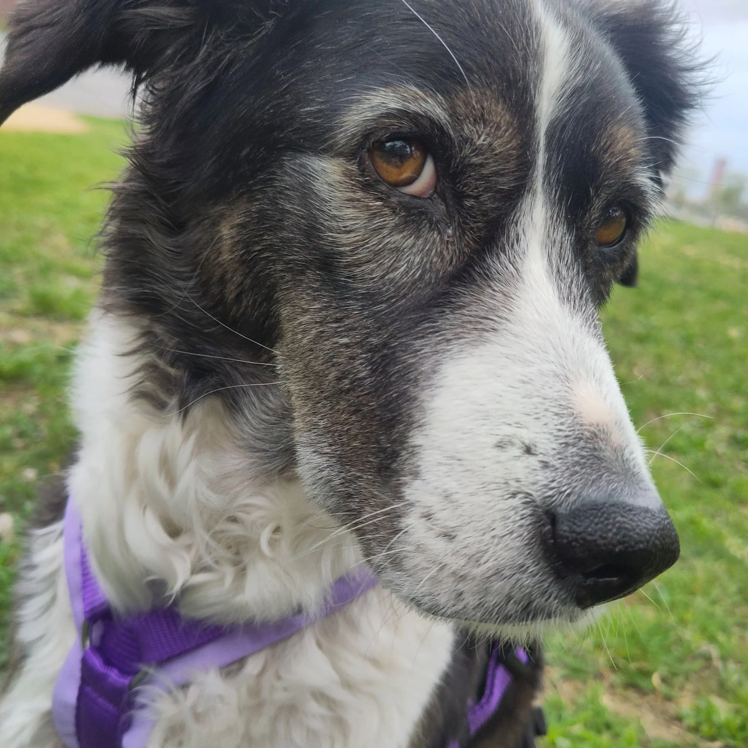 Hundesenior sinnvoll auslasten: Fit und glücklich im Alter