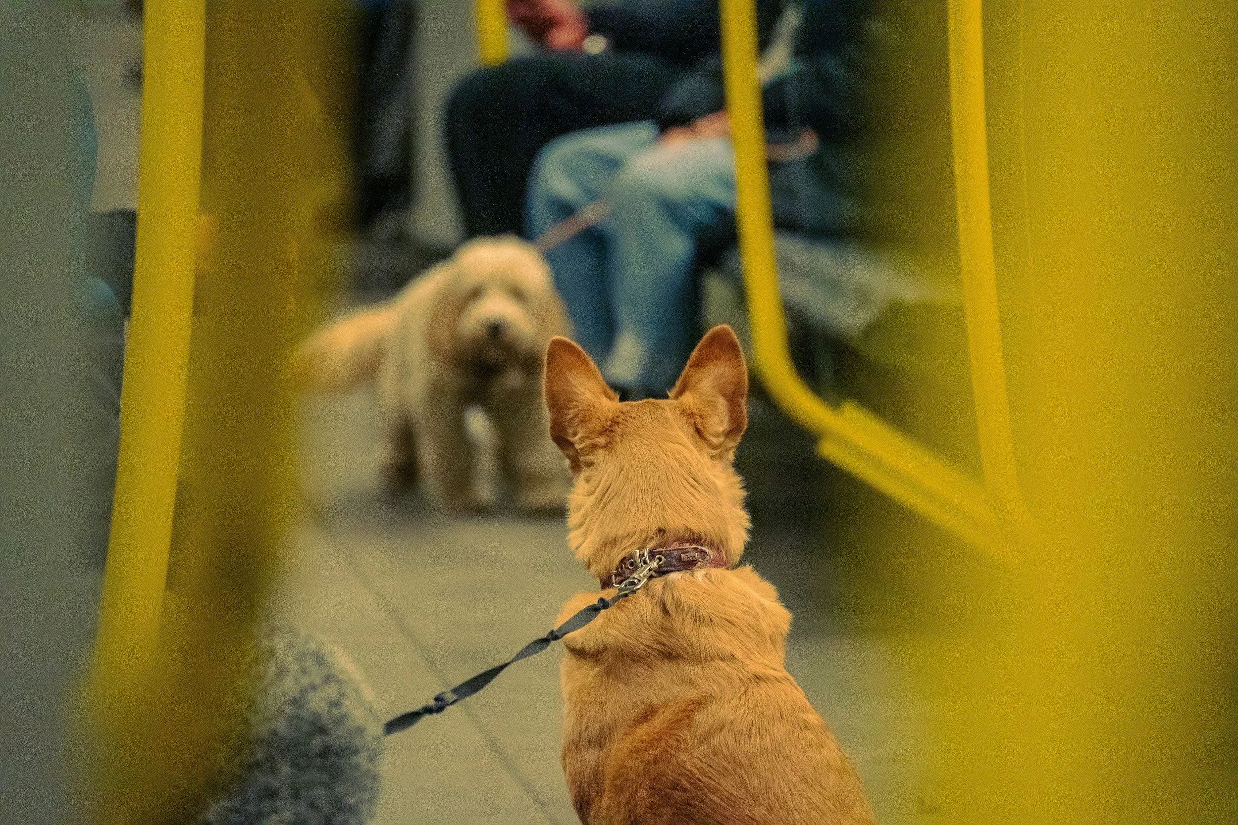 Hundetraining in Berlin | Stadttraining für Hunde