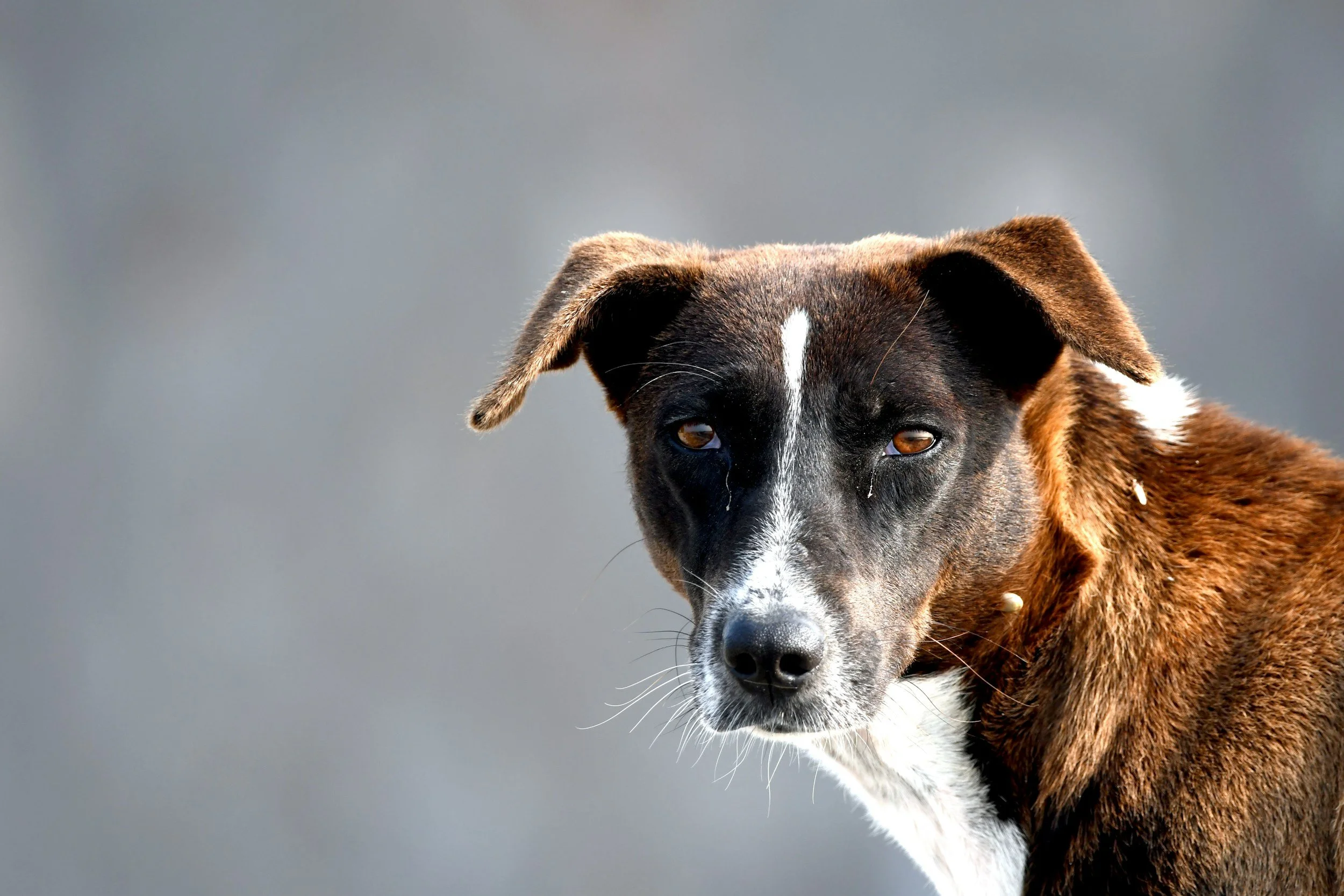 Ein skeptischer Tierschutzhund schaut