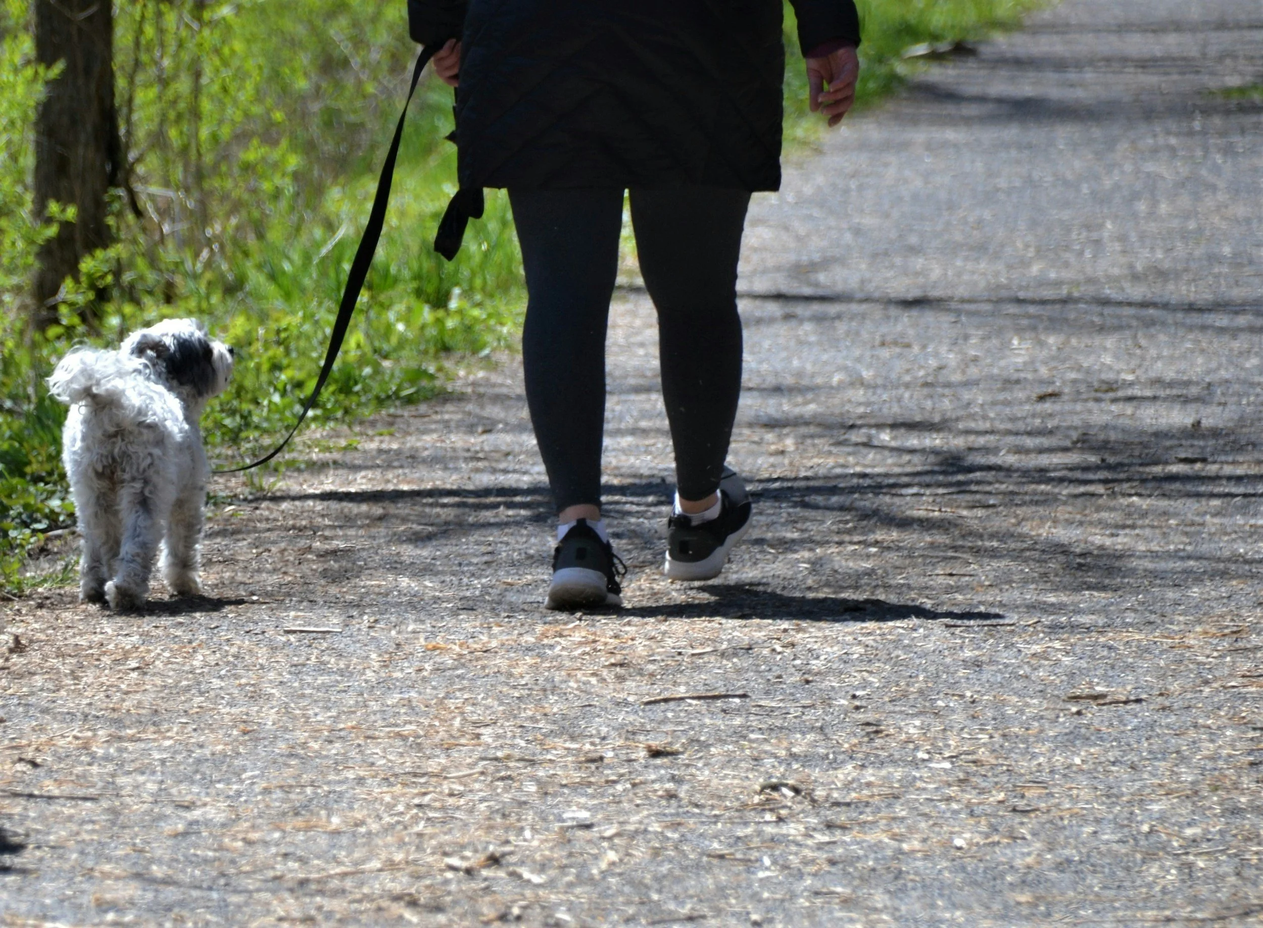 Hund läuft entspannt an der Leine