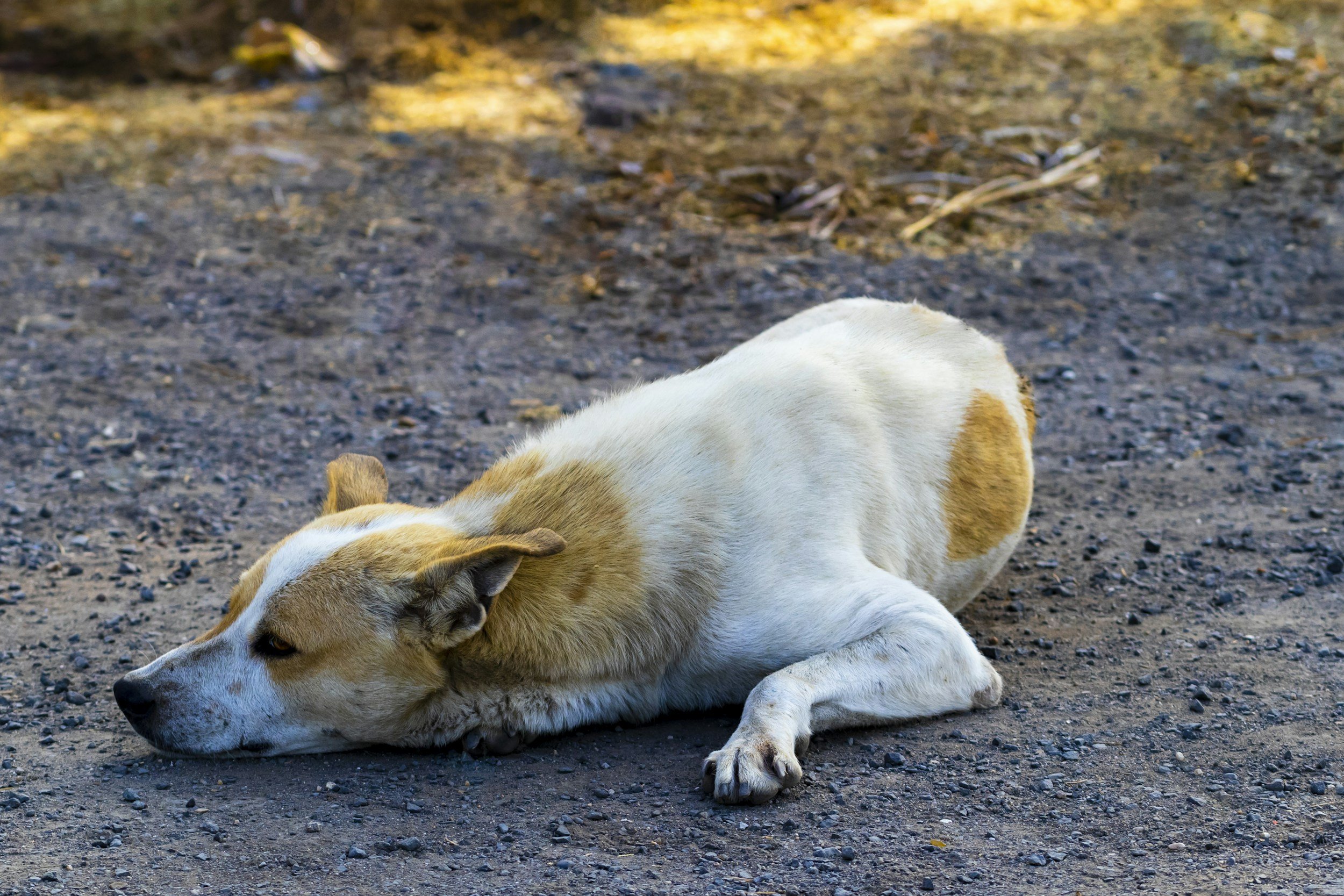 Straßenhund
