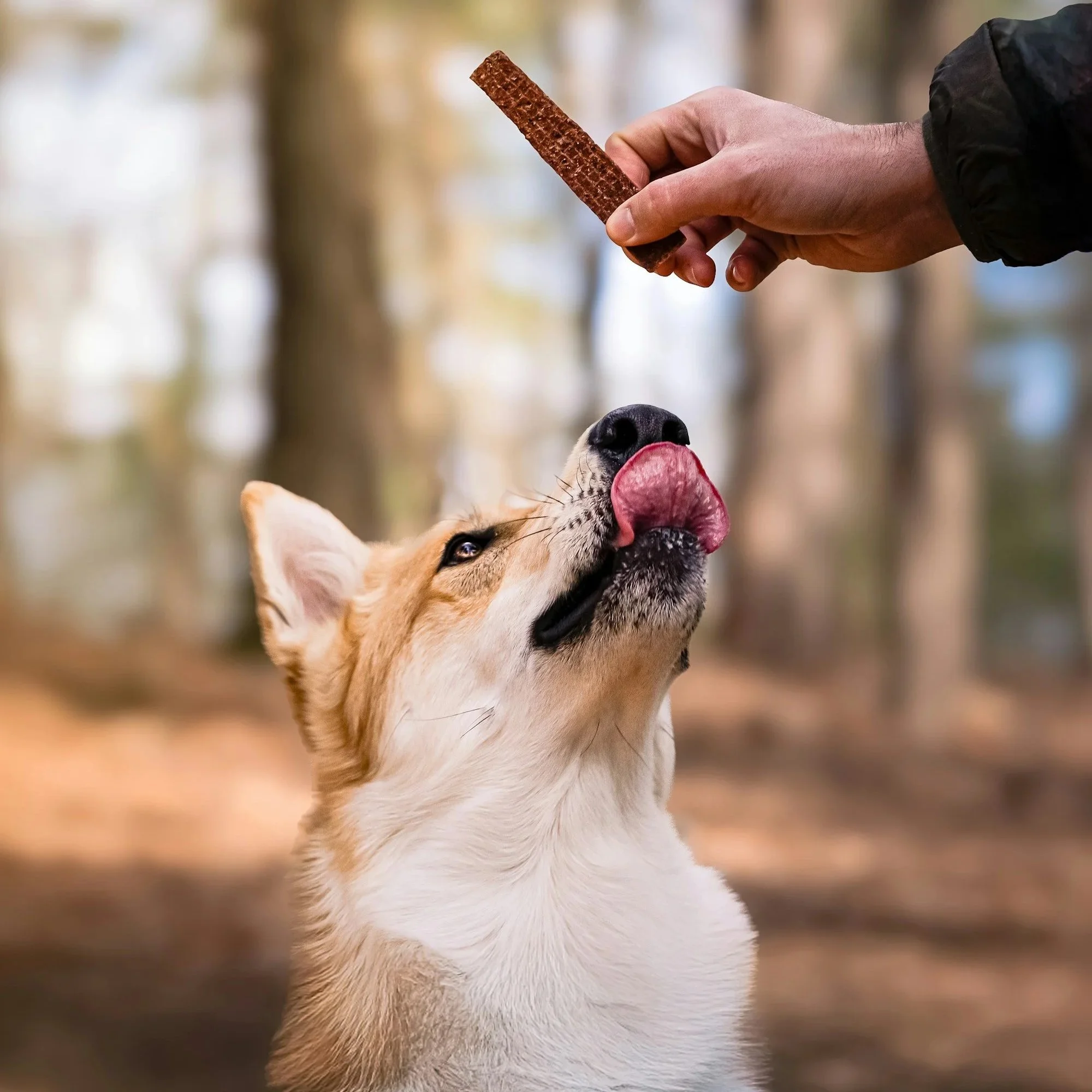 Positives Hundetraining: Warum es mehr ist als das reine Füttern von Leckerlis