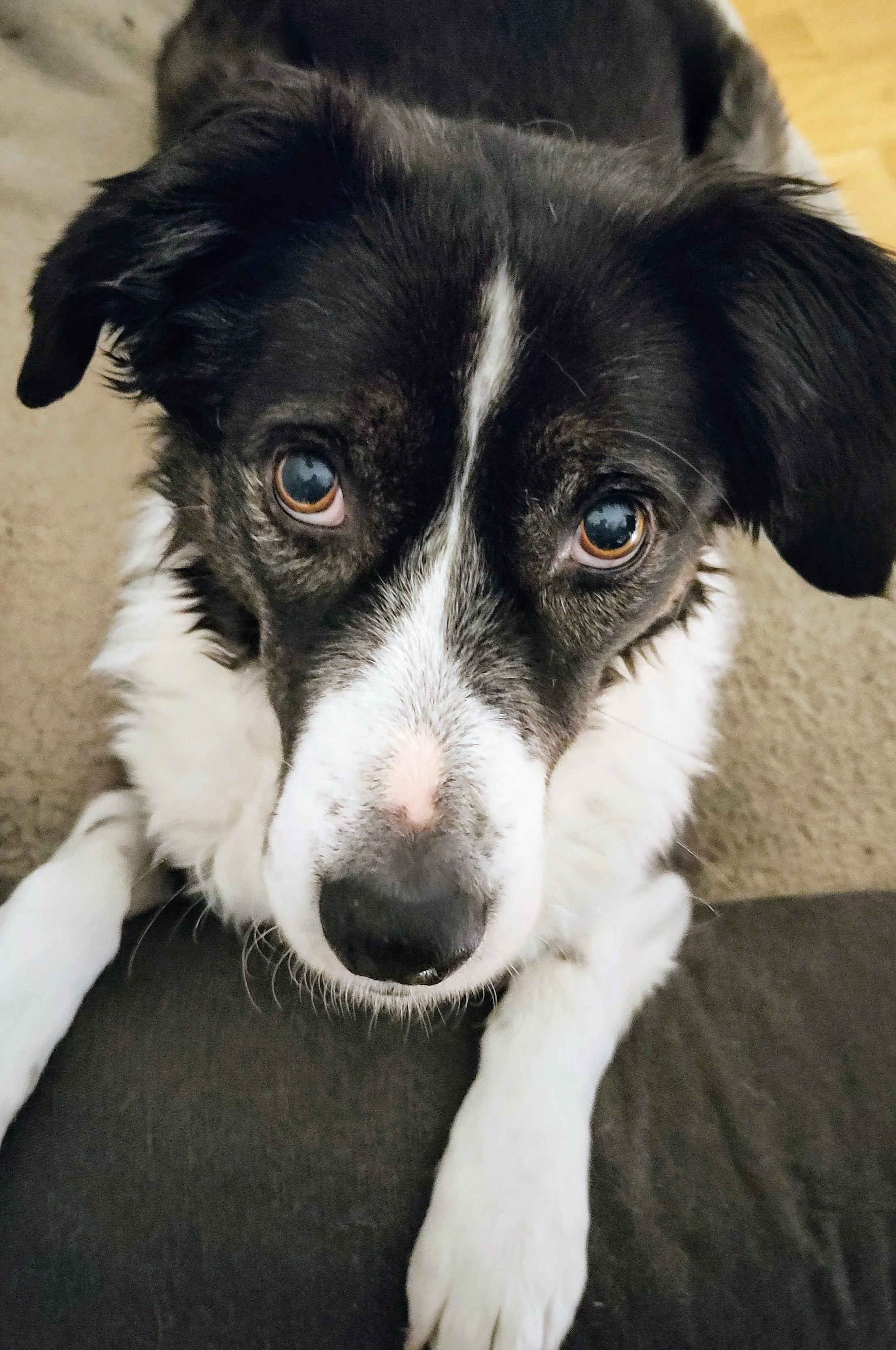 Ein Hund mit schwarzem und weißem Fell, der auf einer schwarzen Oberfläche liegt und in die Kamera schaut.