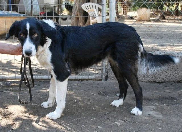 Hund aus dem Tierschutz aus einem griechischen Tierheim