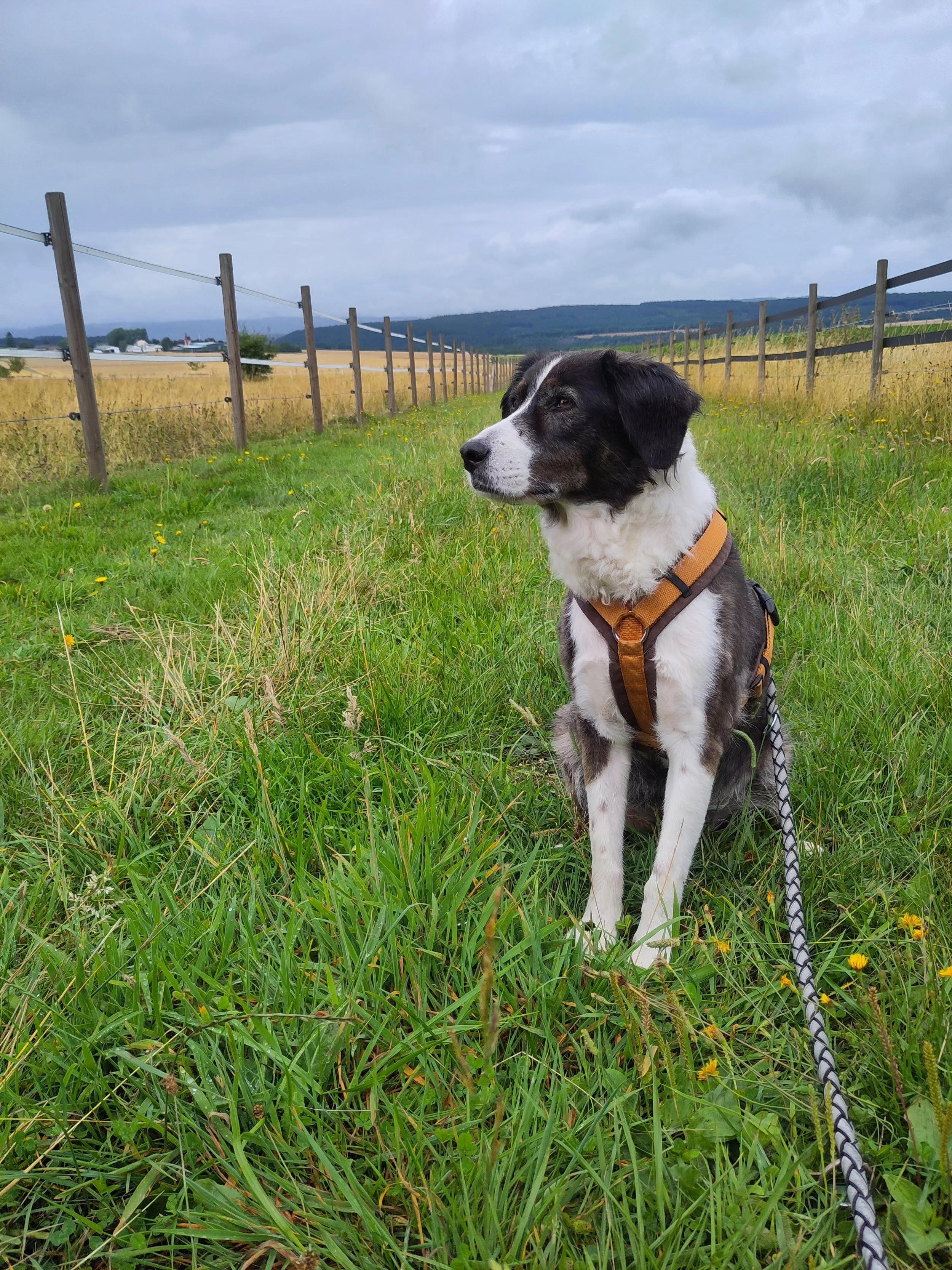 Ein Hund mit schwarz-weißer Fellzeichnung sitzt auf einer grünen Wiese. Im Hintergrund ist eine Holzzaun, landwirtschaftliche Felder und Hügel unter einem bewölkten Himmel sichtbar.