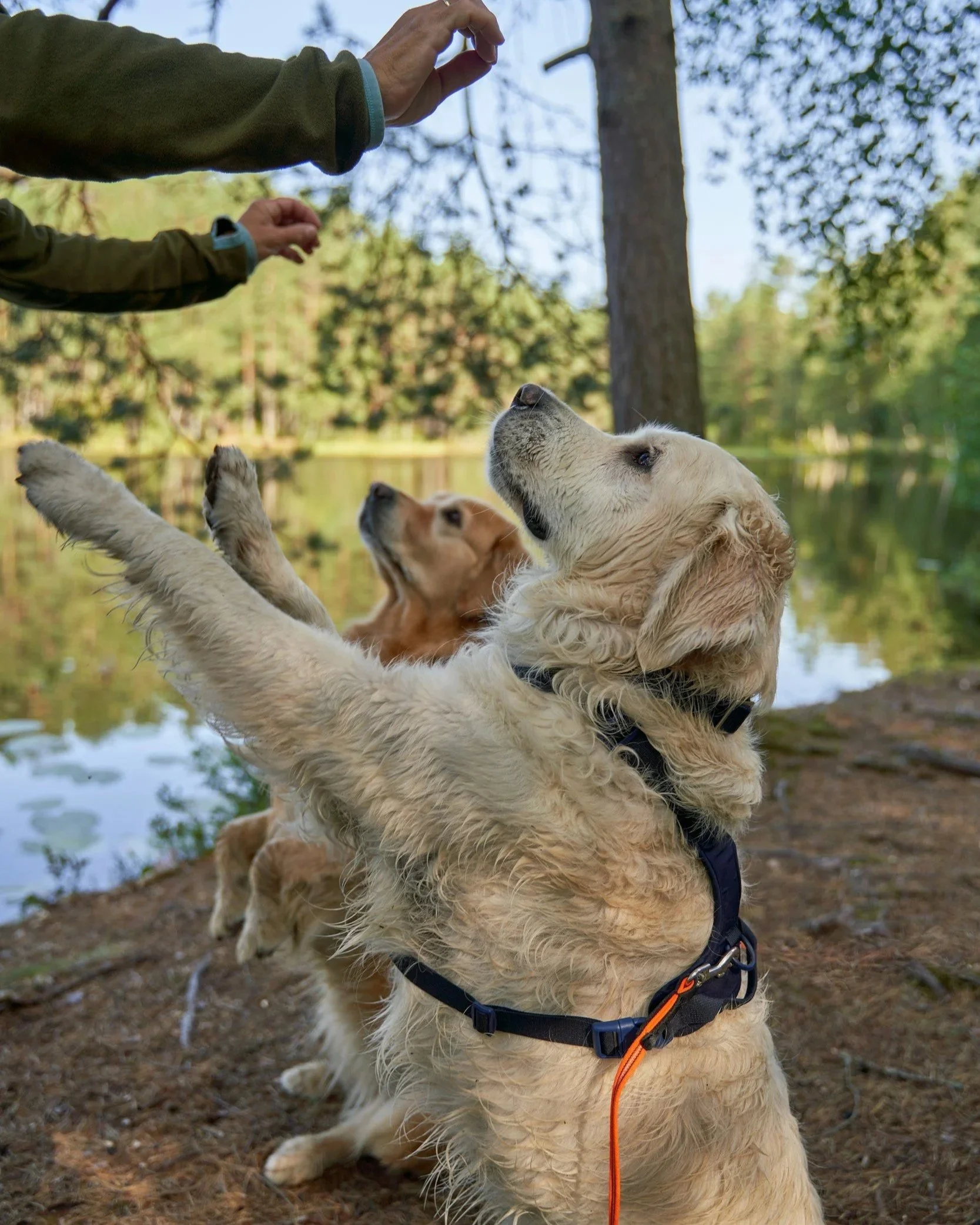 Ein Golden Retriever sitzt im Freien am Flussufer, während jemand ihn füttert. Der Hund schaut aufmerksam nach oben, die Person trägt eine grüne Jacke, und im Hintergrund sind Bäume und Wasser sichtbar.