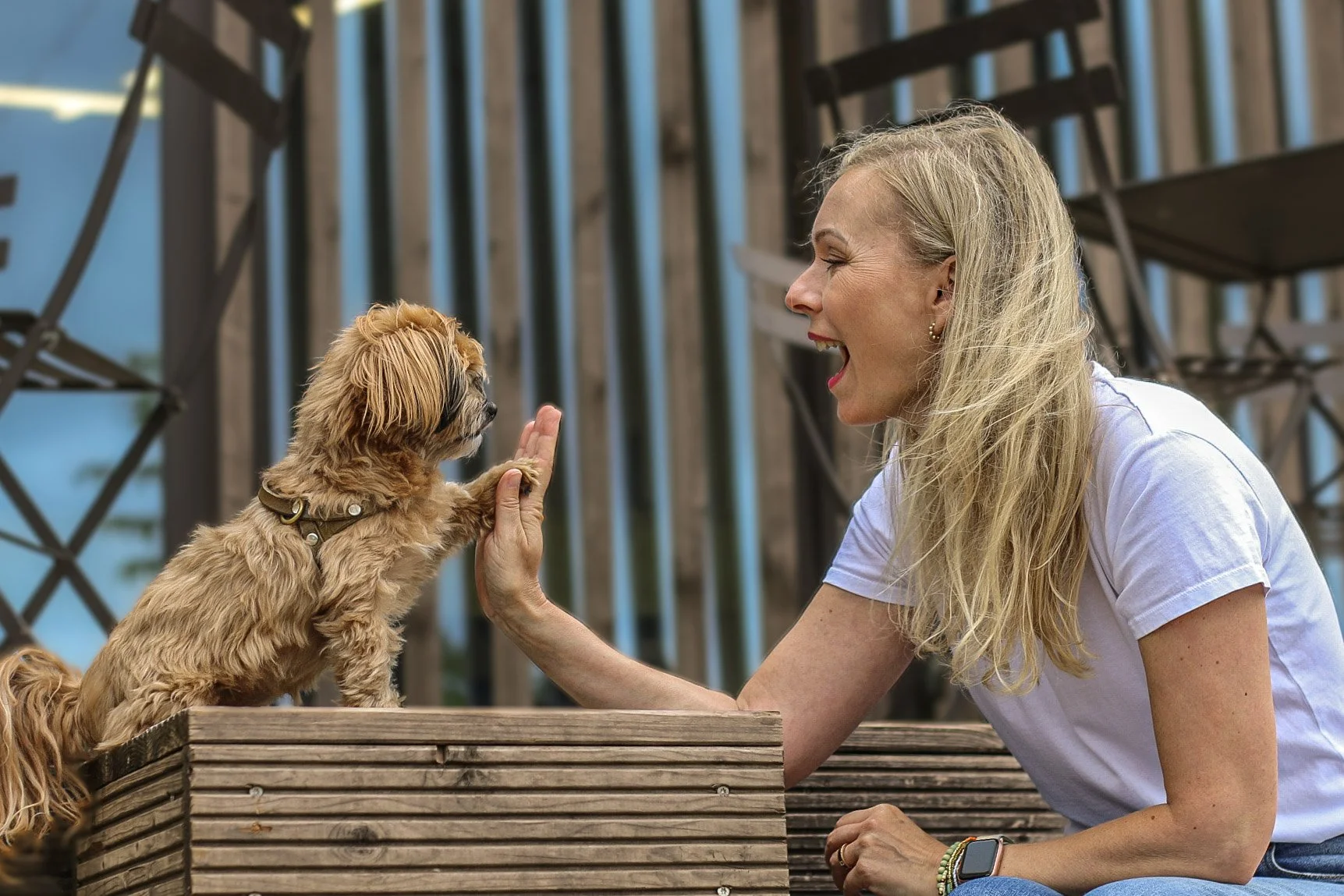 Frau mit langem blondem Haar und weißem T-Shirt spielt mit kleinem braunem Hund auf einer Holzterrasse im Freien.