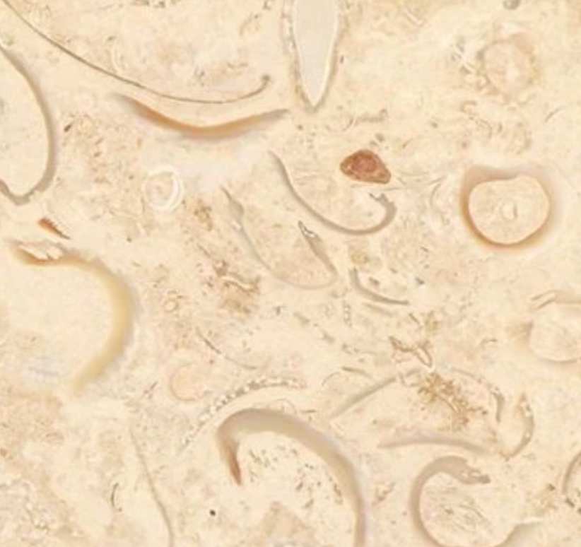 Sisal/Coquina Limestone
