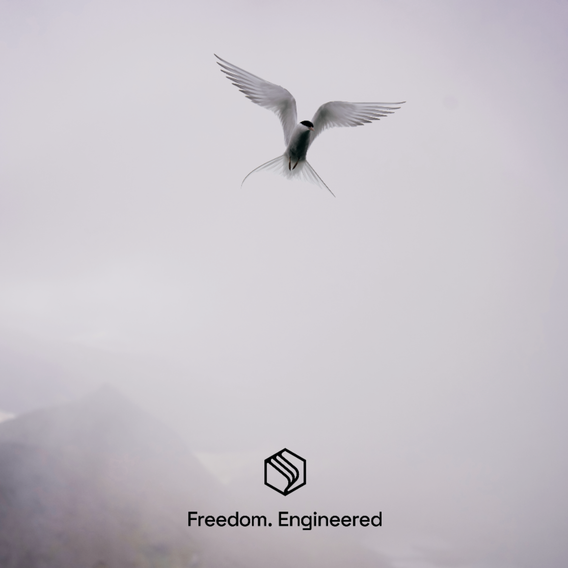 Arctic Tern.png