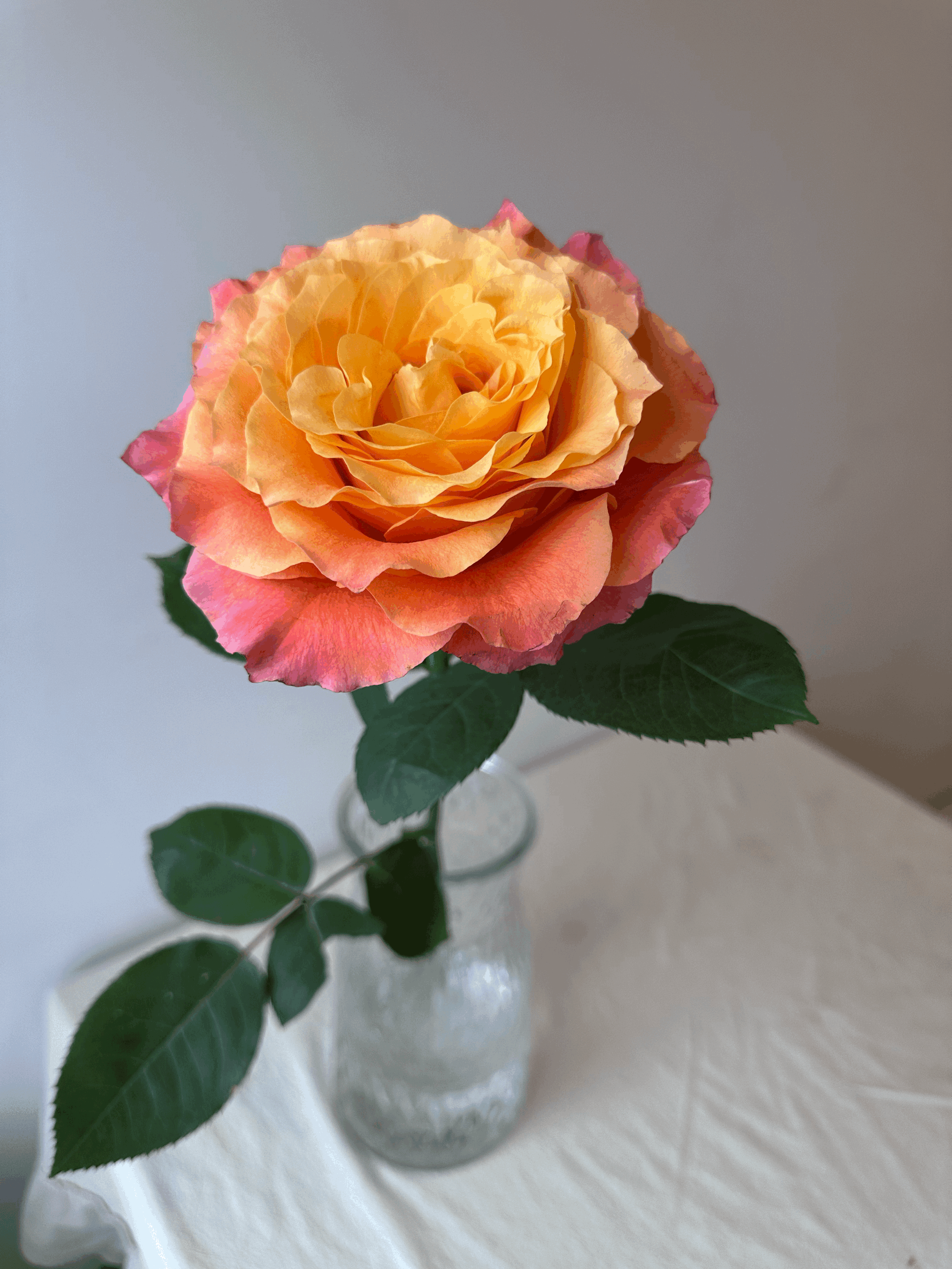 What does a premium rose actually look like?