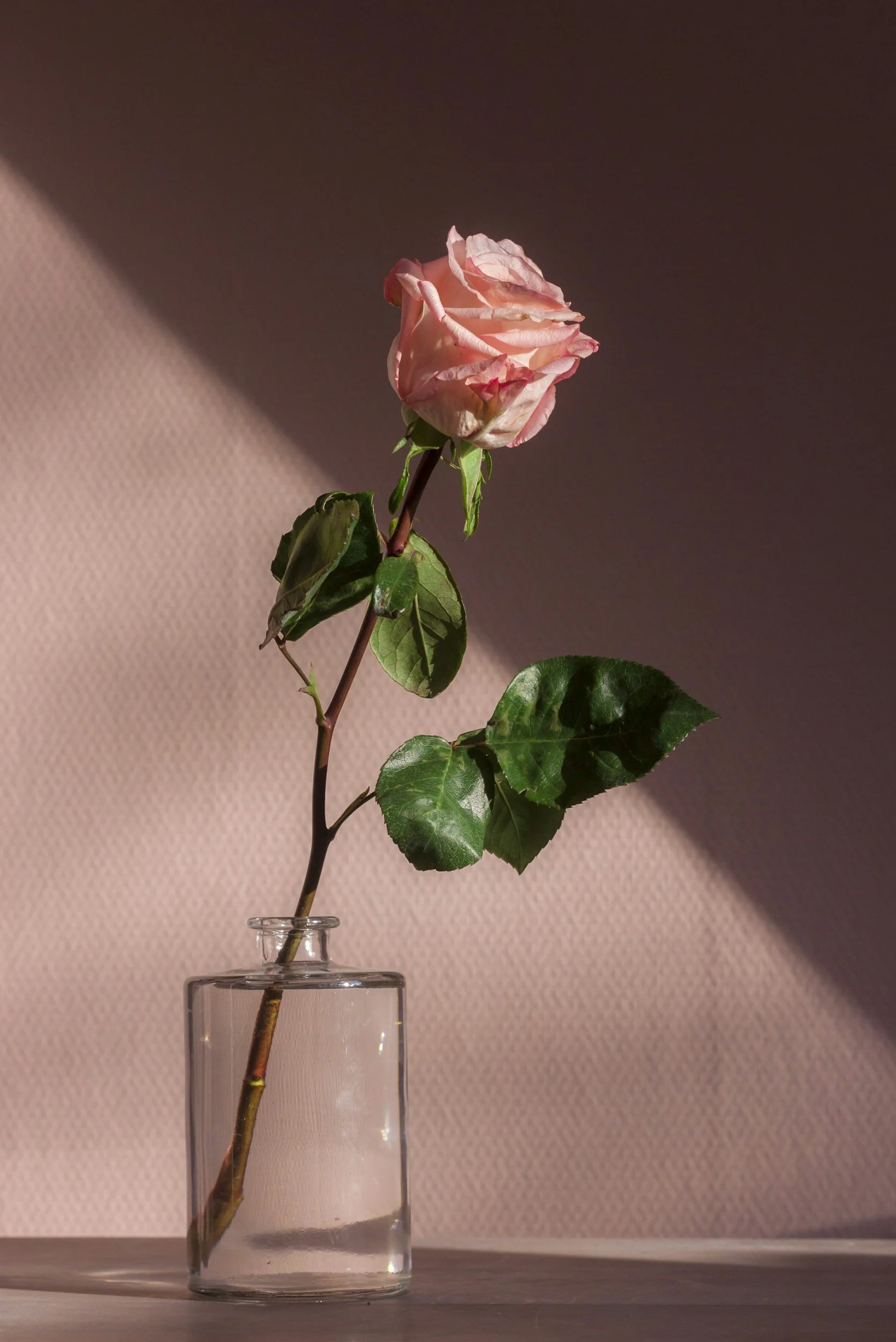 A pink rose with green leaves in a small glass vase on a wooden surface, with a beige wall and a shadow in the background.