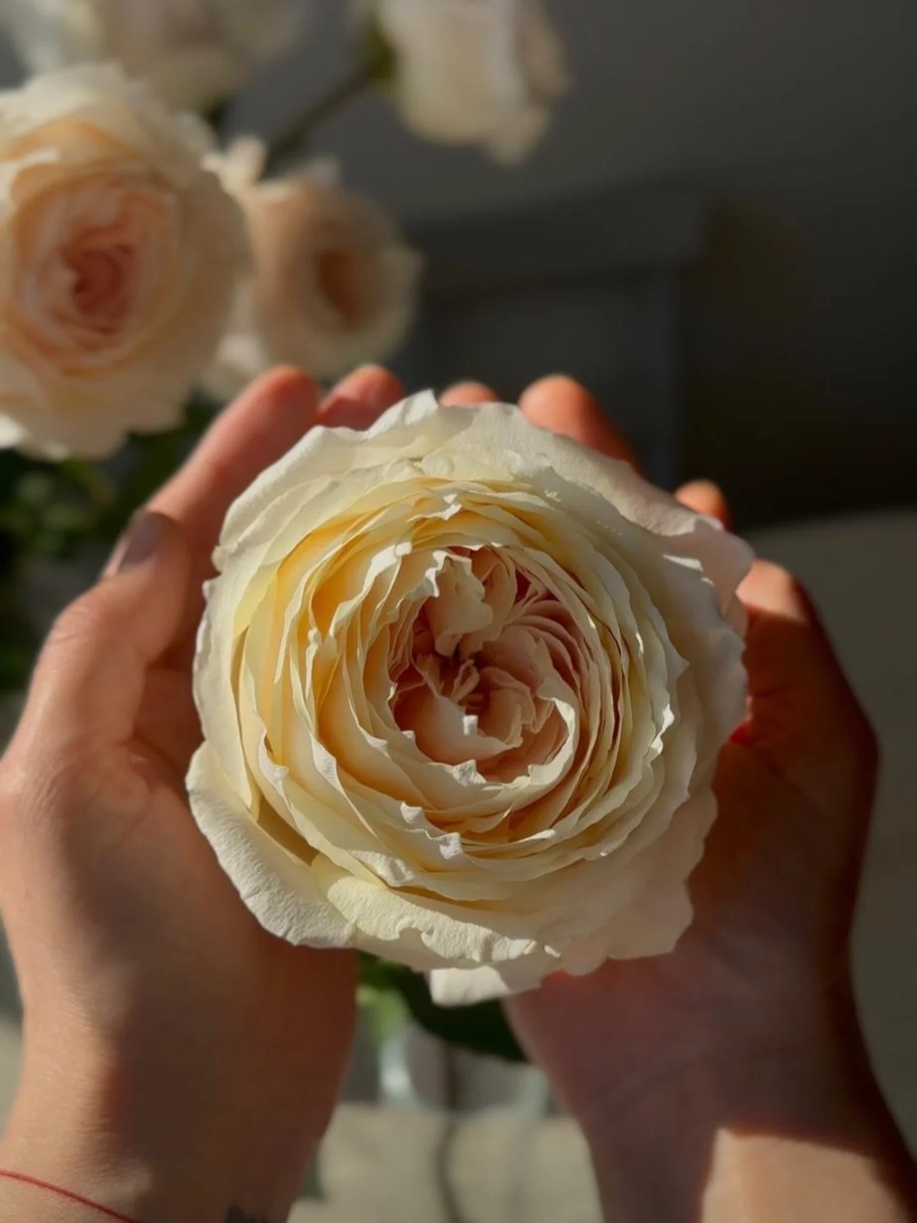 I was meditating with a rose today, reflecting on its cultural significance throughout thousands of years of human history.

Across civilizations, roses have been tied to our deepest emotions&mdash;love, grief, celebration, remembrance, beauty, devot