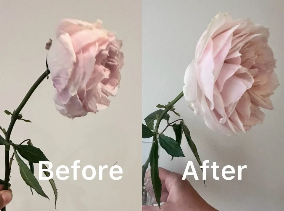🌹 Rose Import LAB&trade; Bloom Study

Can hot water help revive a wilted garden rose?

For this experiment, we placed heavily wilted garden roses into hot water and observed the results over time.

The transformation was remarkable. While not every 