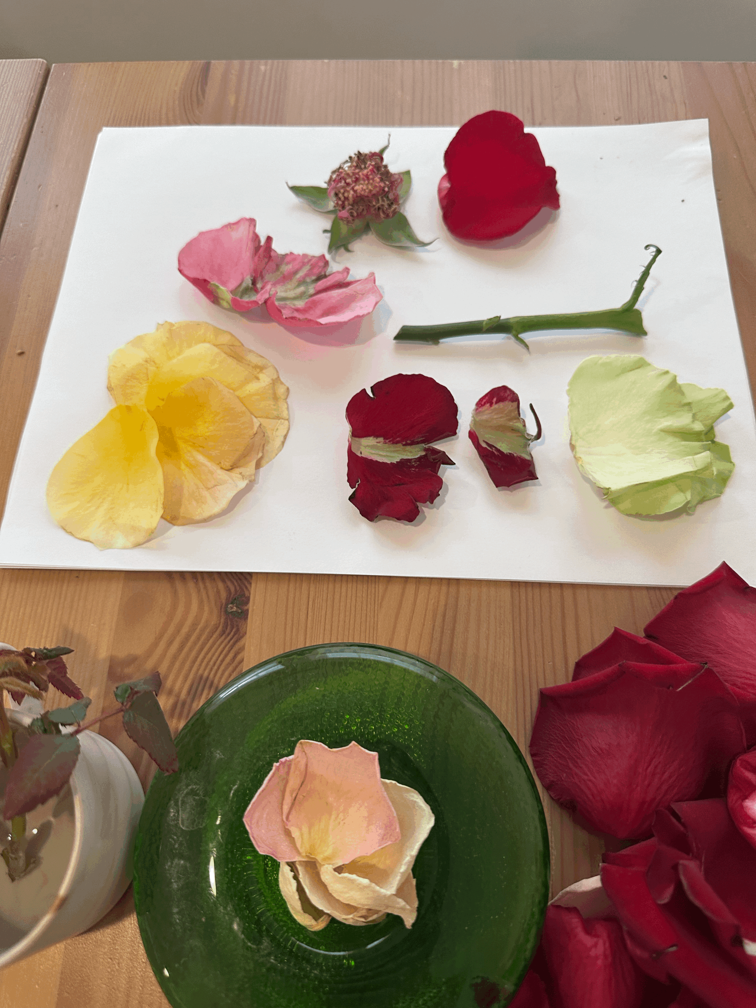 How Roses Create New Life: Pollination, Seeds, and the Art of Cloning