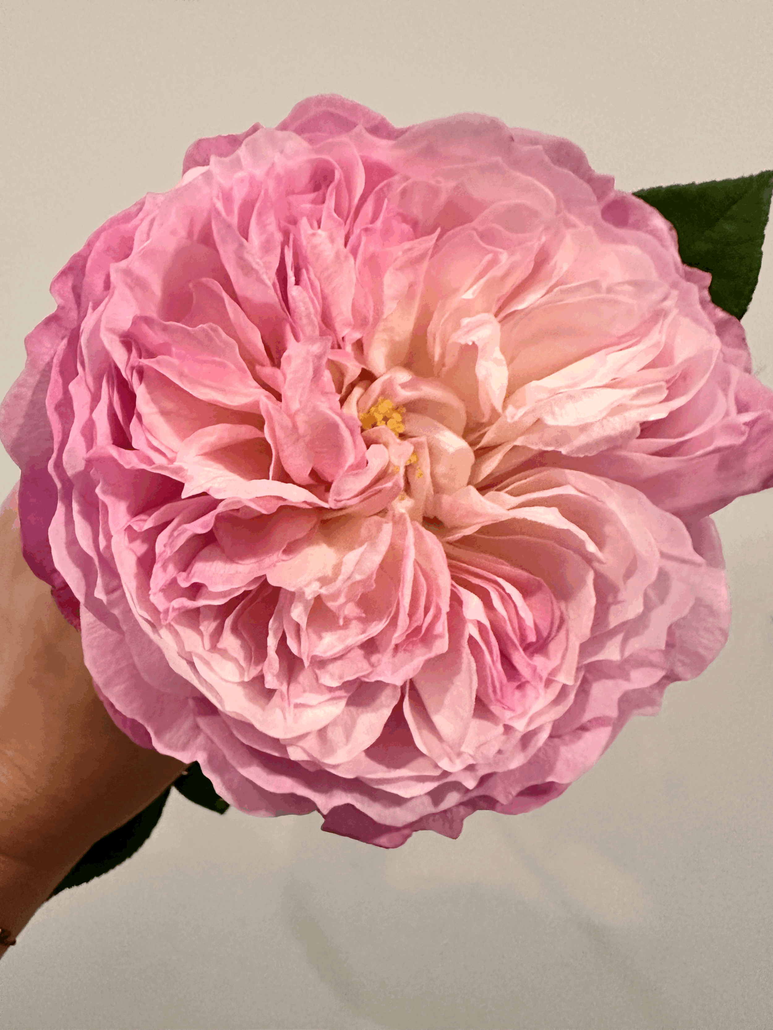 Stop and Smell the Roses: A Simple Practice for Your Brain