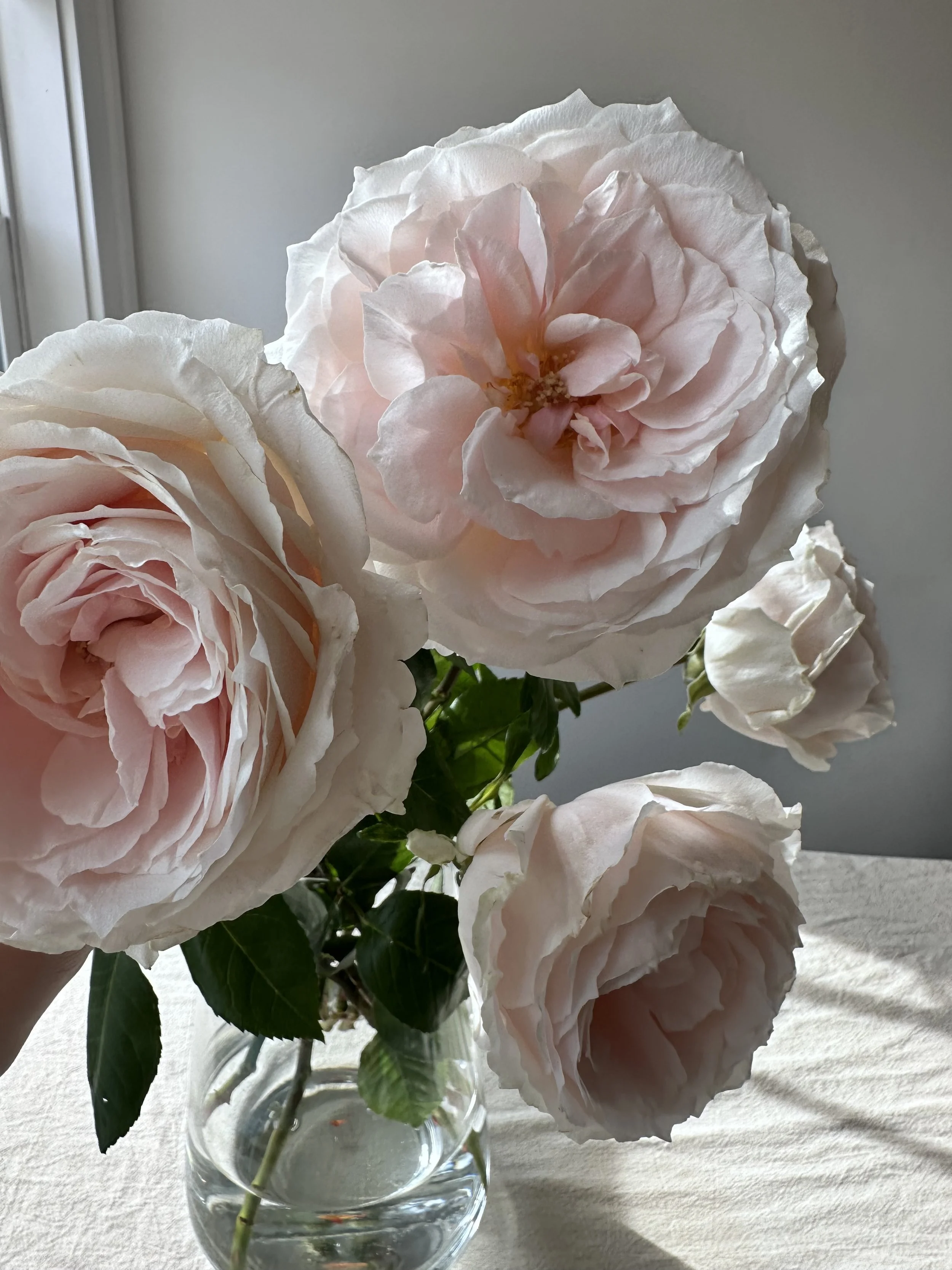 Close-up of light pink garden roses in a glass vase, placed on a table near a window with sunlight.