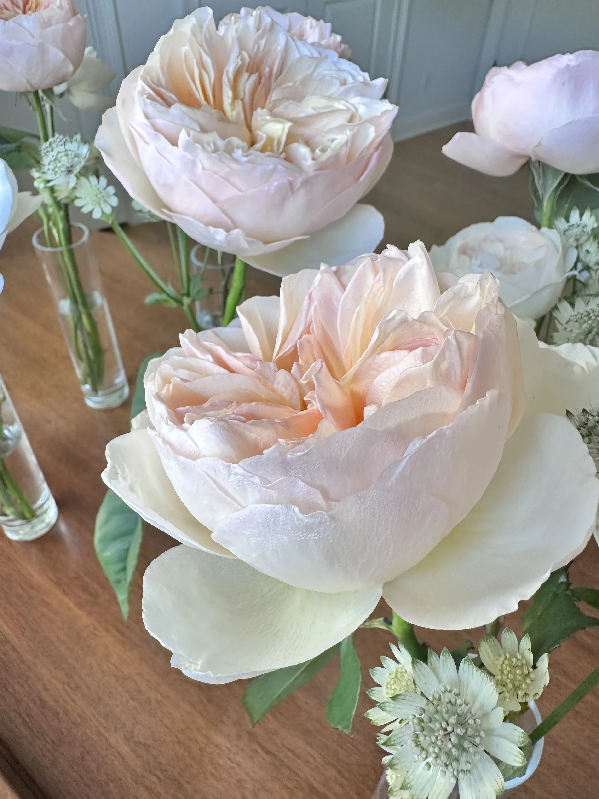 Close-up of light pink and white Juliet™ David Austin® garden roses  and small white and light green flowers arranged in vases on a wooden surface. This photo was taken in Greenwich, Connecticut.