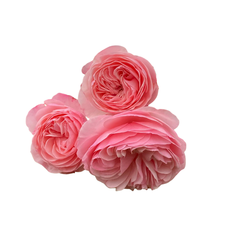 Three pink ranunculus flowers with multiple layers of petals.