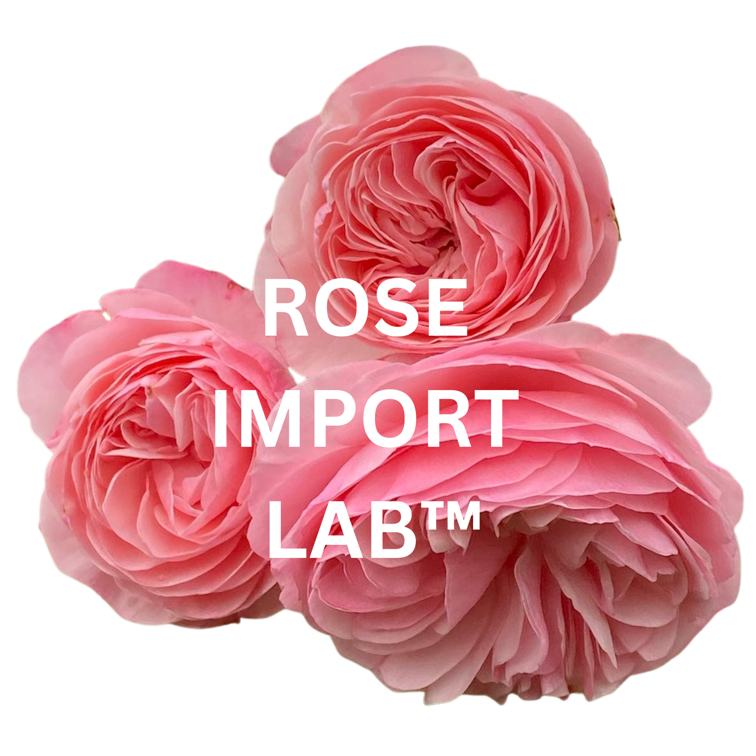 Rose import lab