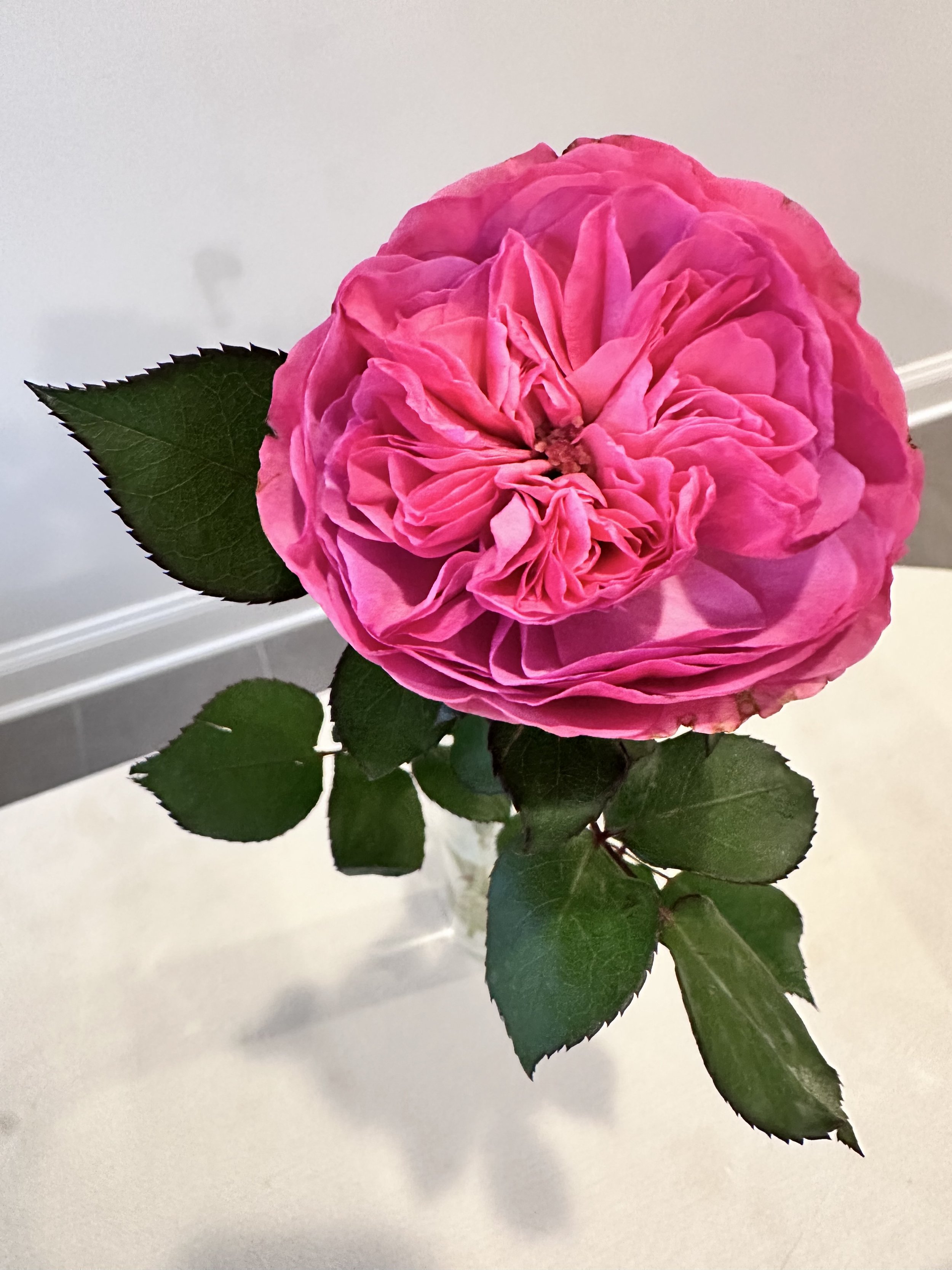 Close-up of a pink garden rose flower with green leaves against a plain white background.
