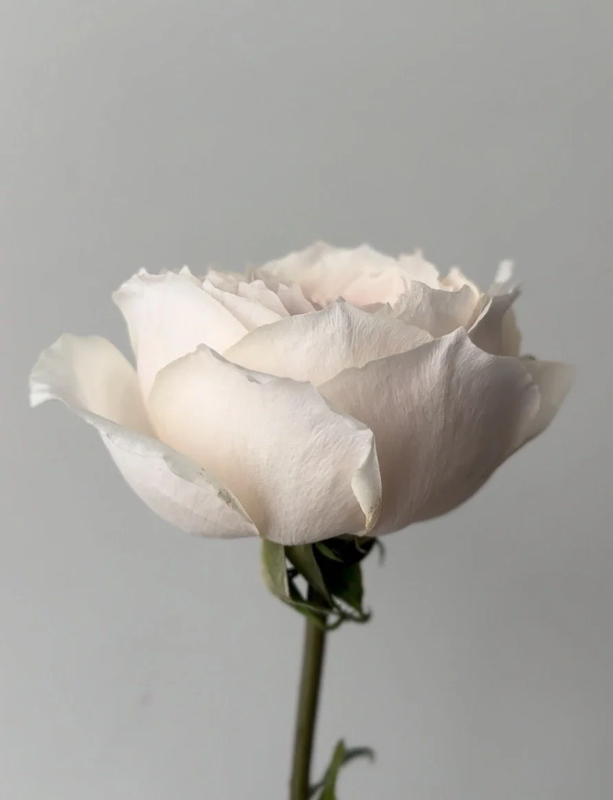 A close-up of a white garden rose with soft, delicate petals against a plain gray background.