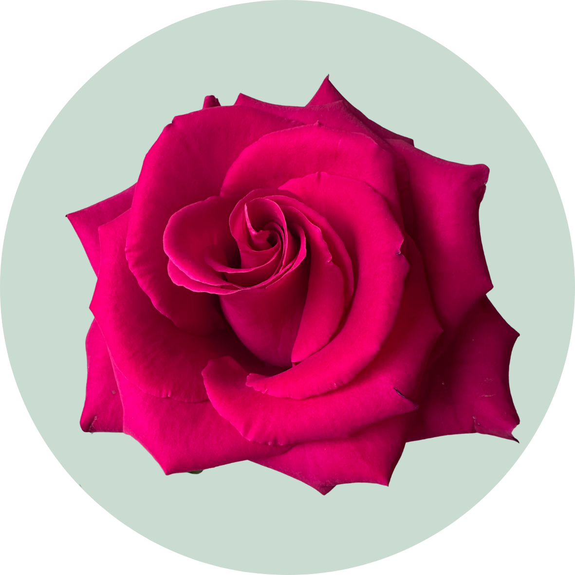 Close-up of a pink rose in full bloom against a light background.