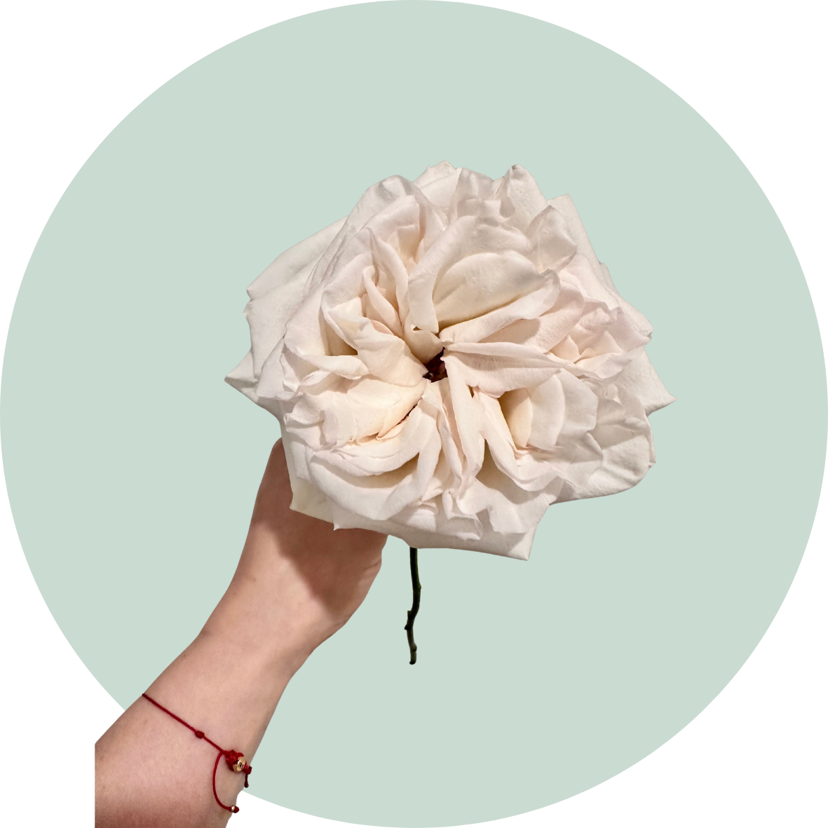 A hand holding a large, artificial white flower with many petals and a dark stem, against a light mint green background.