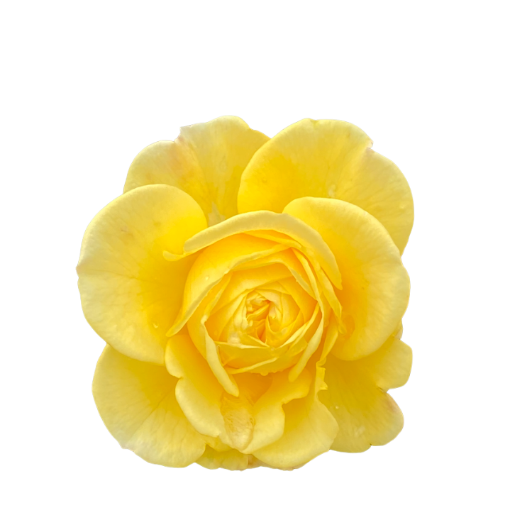 A close-up of a yellow rose with multiple petals.