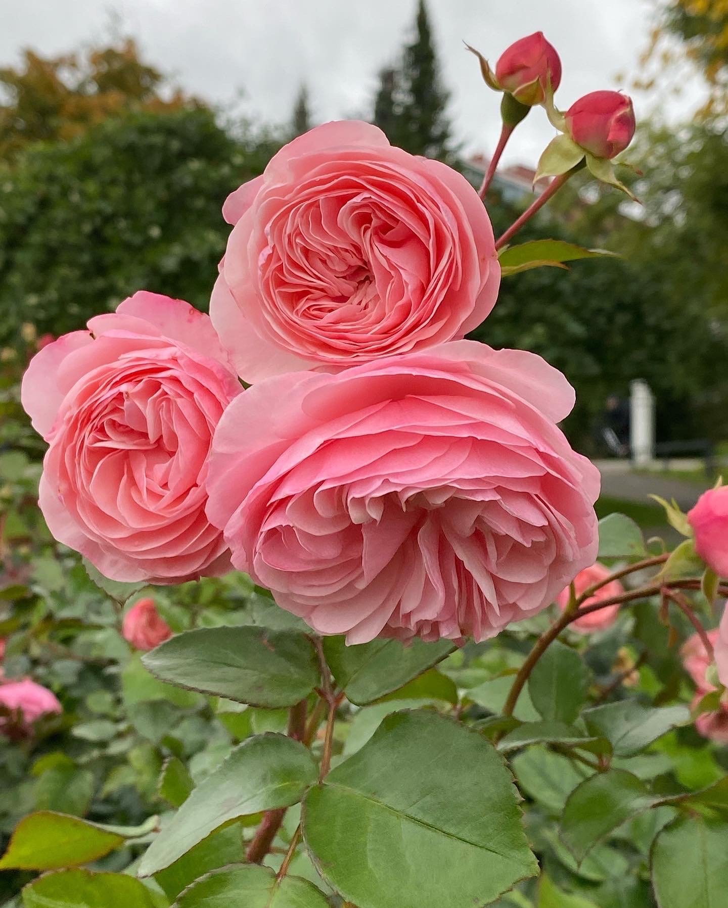 Close-up of pink roses in bloom on a bush with green leaves, with a blurred natural background.